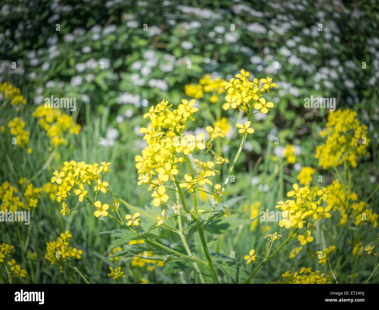 Alyssum Blumen Stockfoto