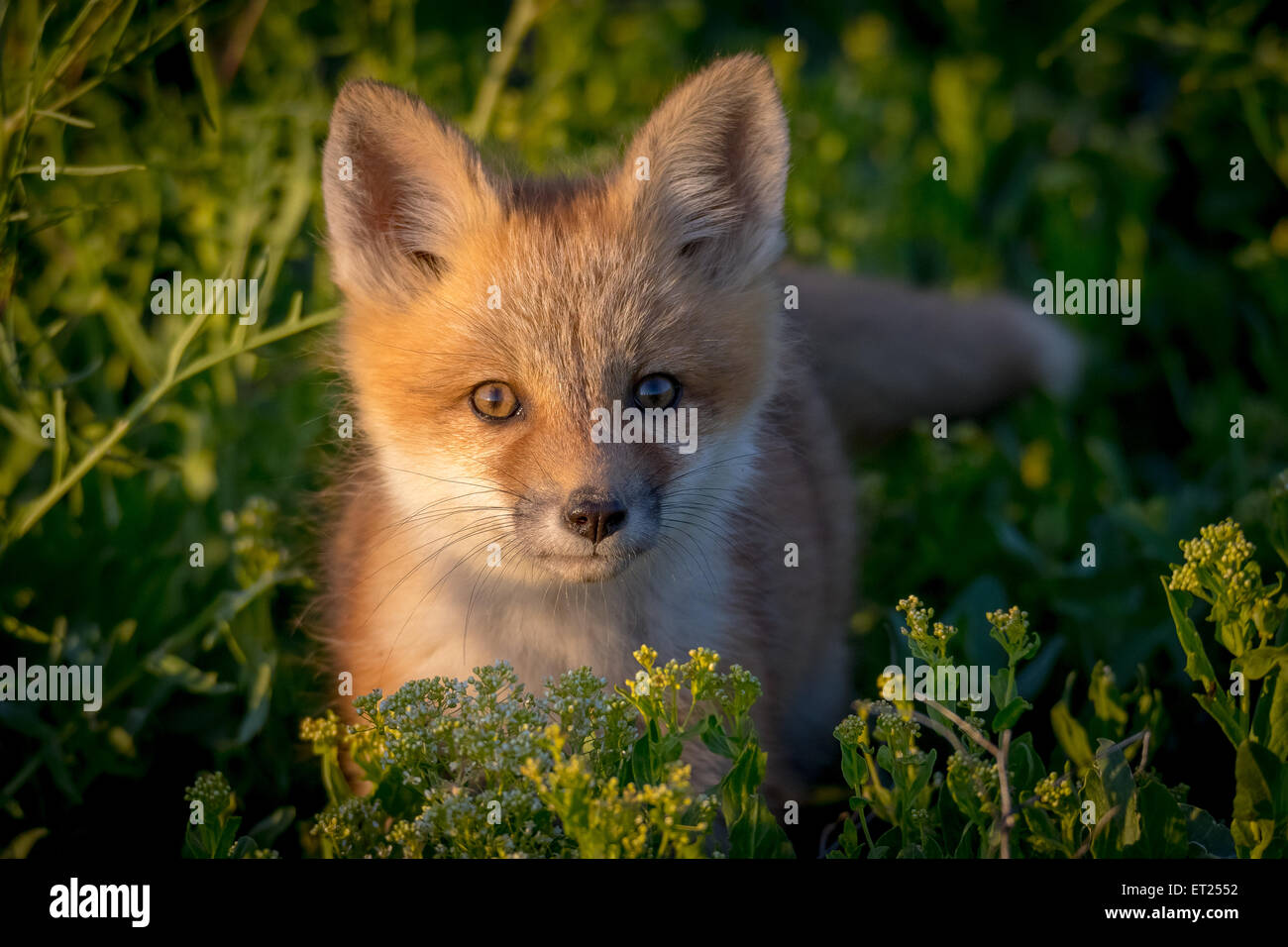 Rotfuchs Porträt hinter dem Rasen im Abendlicht Stockfoto