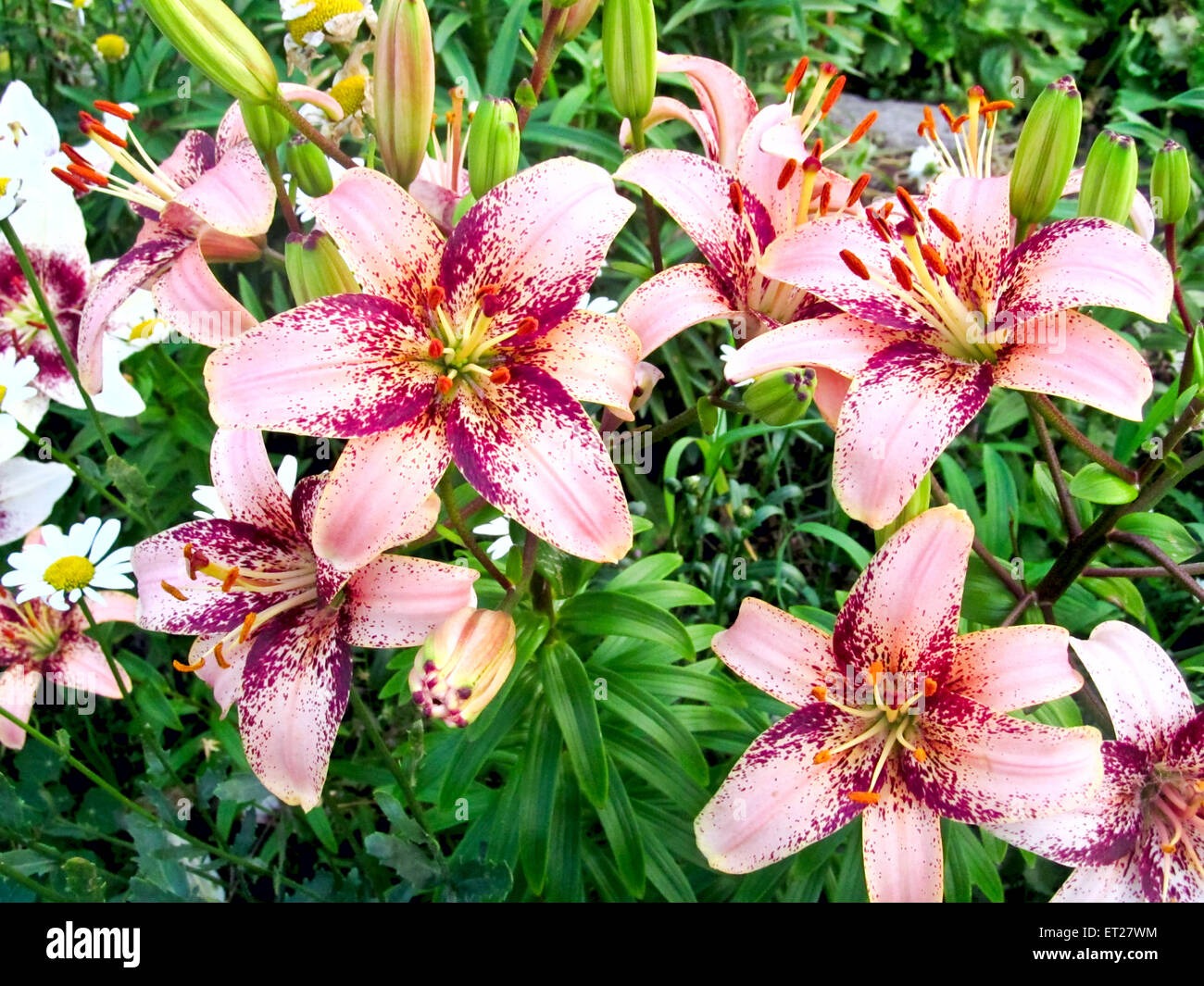 Die anmutige Sommer Garten Lilien. Stockfoto