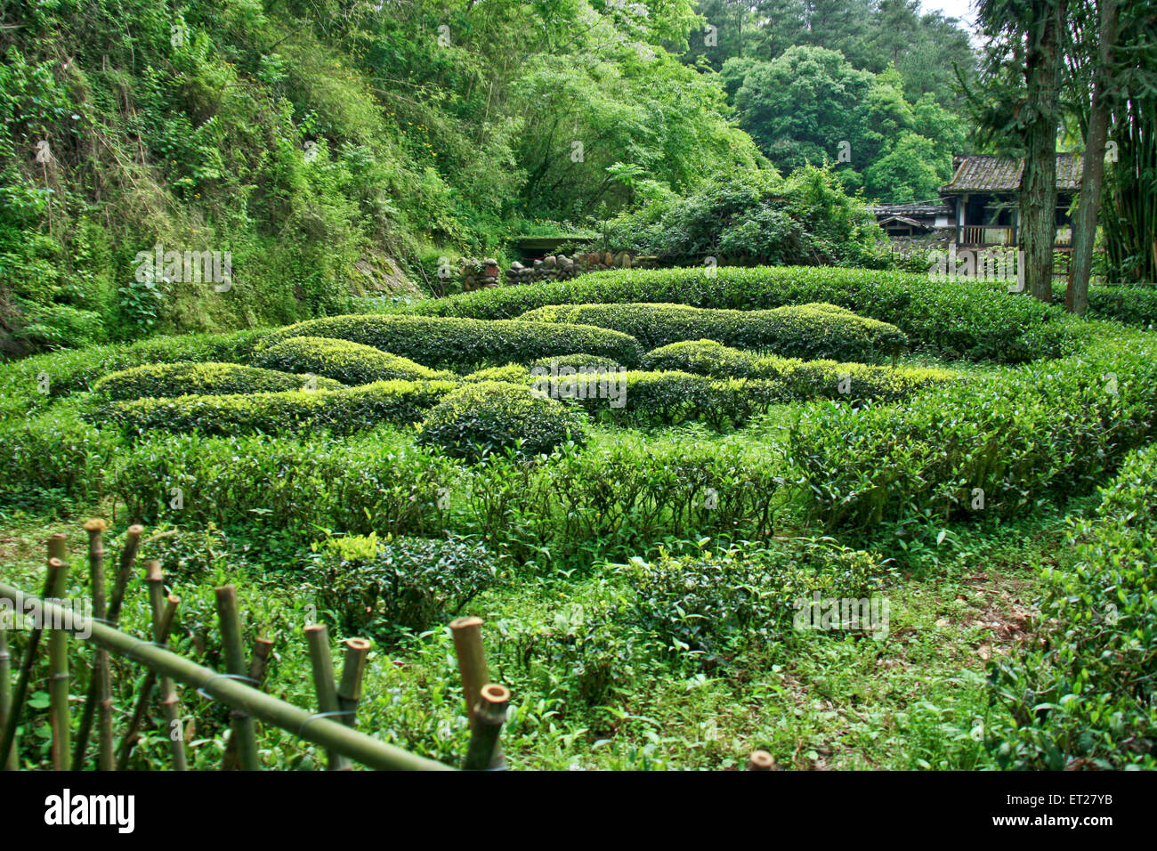 Hong Pao Tee - der teuerste Tee der Welt. Stockfoto