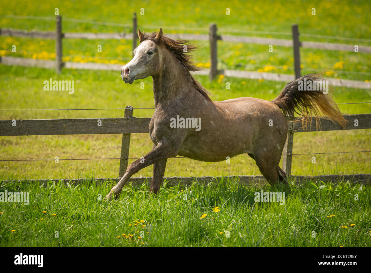 Arabische Stute im Galopp auf Wiese Stockfoto