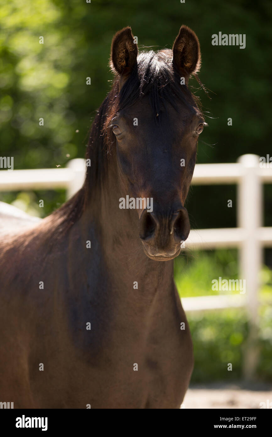 Arabische Stute, portrait Stockfoto