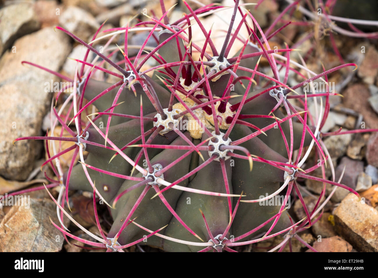 Junge Angelhaken Barrel Cactus (Ferocactus Wislizeni) mit roten Stacheln, Sonora-Wüste, Tucson, Arizona, USA Stockfoto
