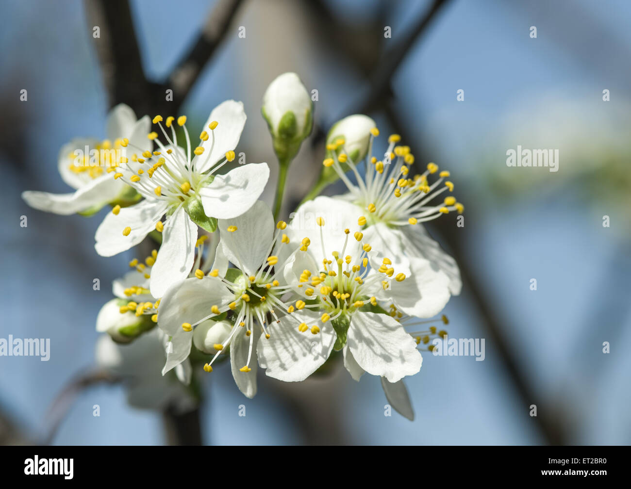 Blühende Kirsche Baum Zweig. Den blauen Himmel im Hintergrund. Stockfoto