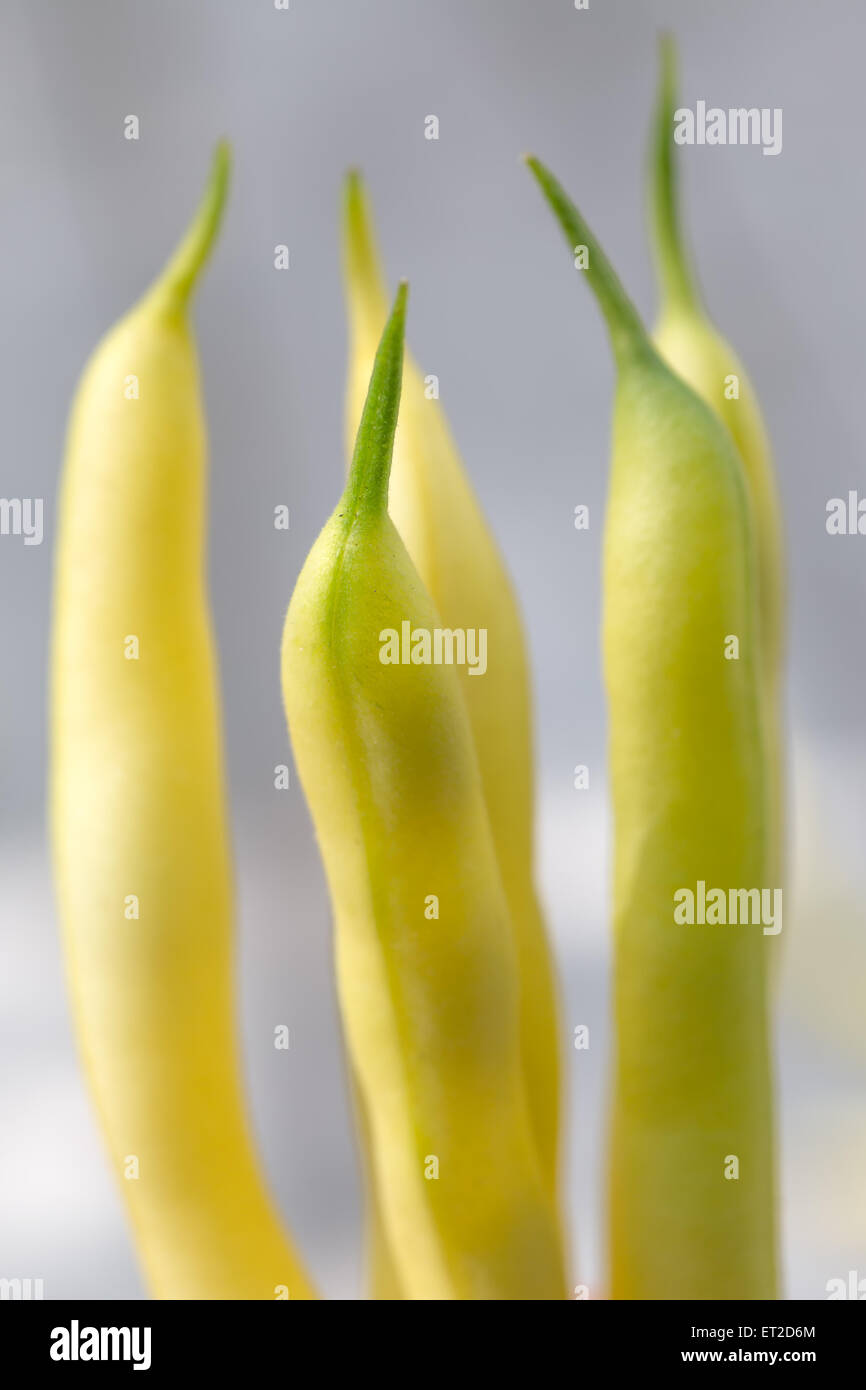 Frisch gepflückt gelbe Bohnen aus dem Garten. Stockfoto