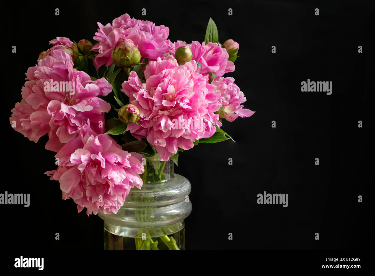 Bouquet von geschnittenen blühende rose Pfingstrosen, erschossen vor schwarzem Hintergrund Stockfoto