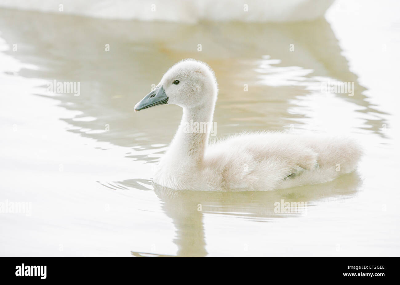 Flauschige Schwan Küken Stockfoto