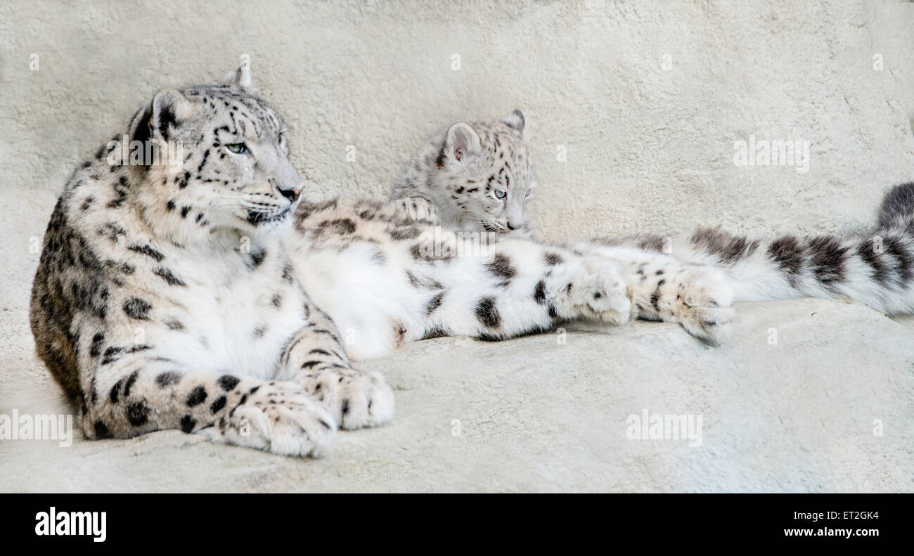 Snow Leopard Mutter Lounge rund um mit ihr junges Stockfoto