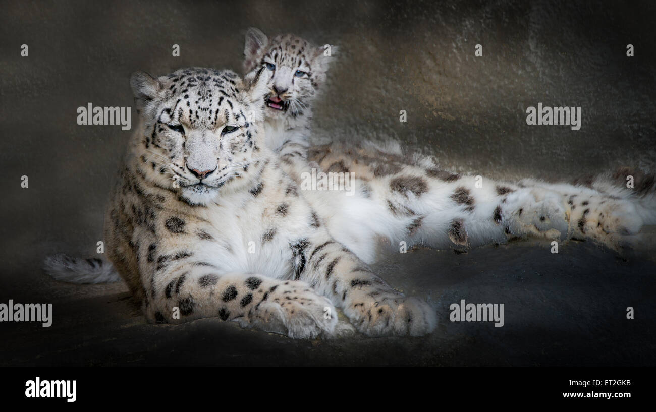 Panthera Uncia Mutter mit süßen Würfel miteinander kuscheln Stockfoto