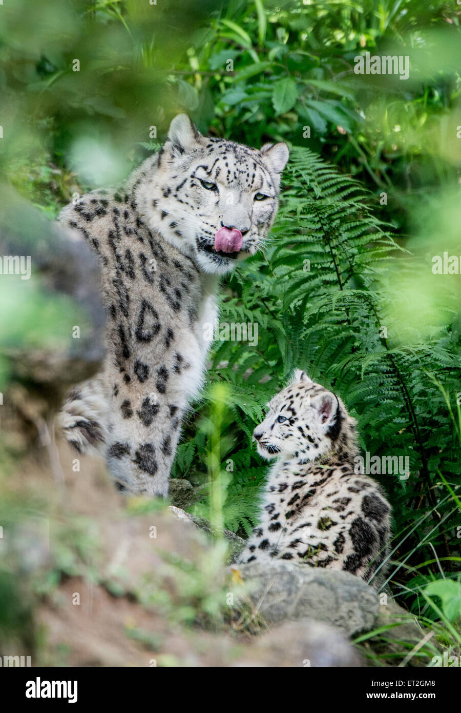 Snow Leopard-Mutter mit jungen mitten in der Natur Stockfoto