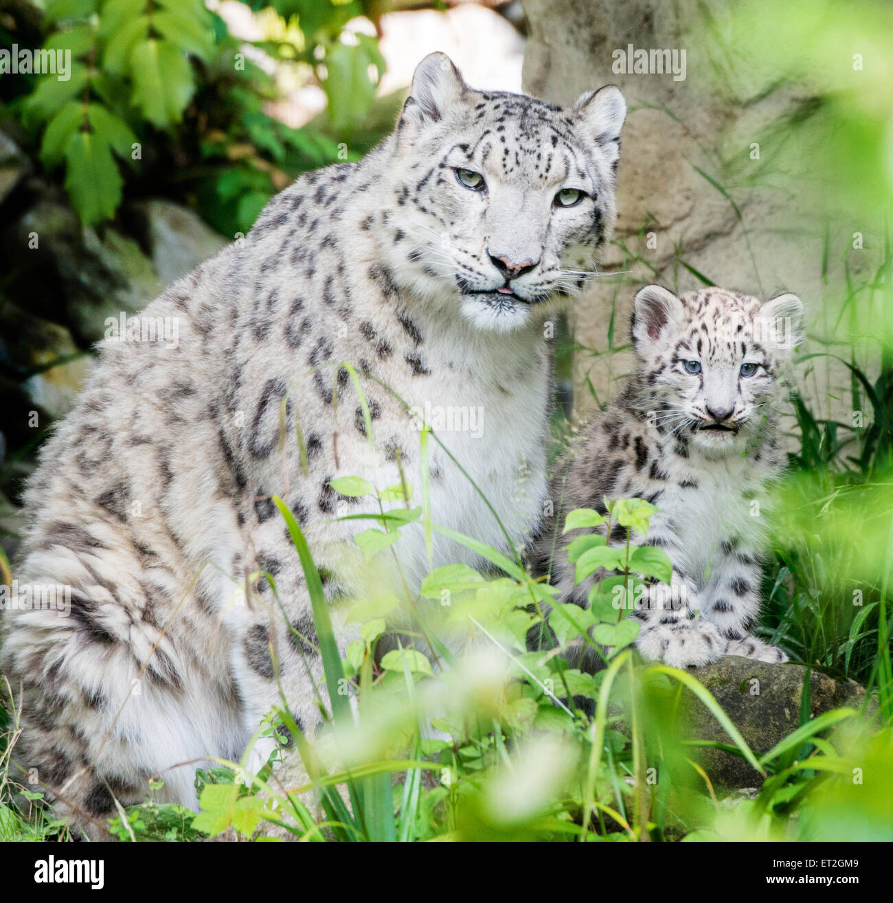 Snow Leopardenmutter und Jungtier Stockfoto