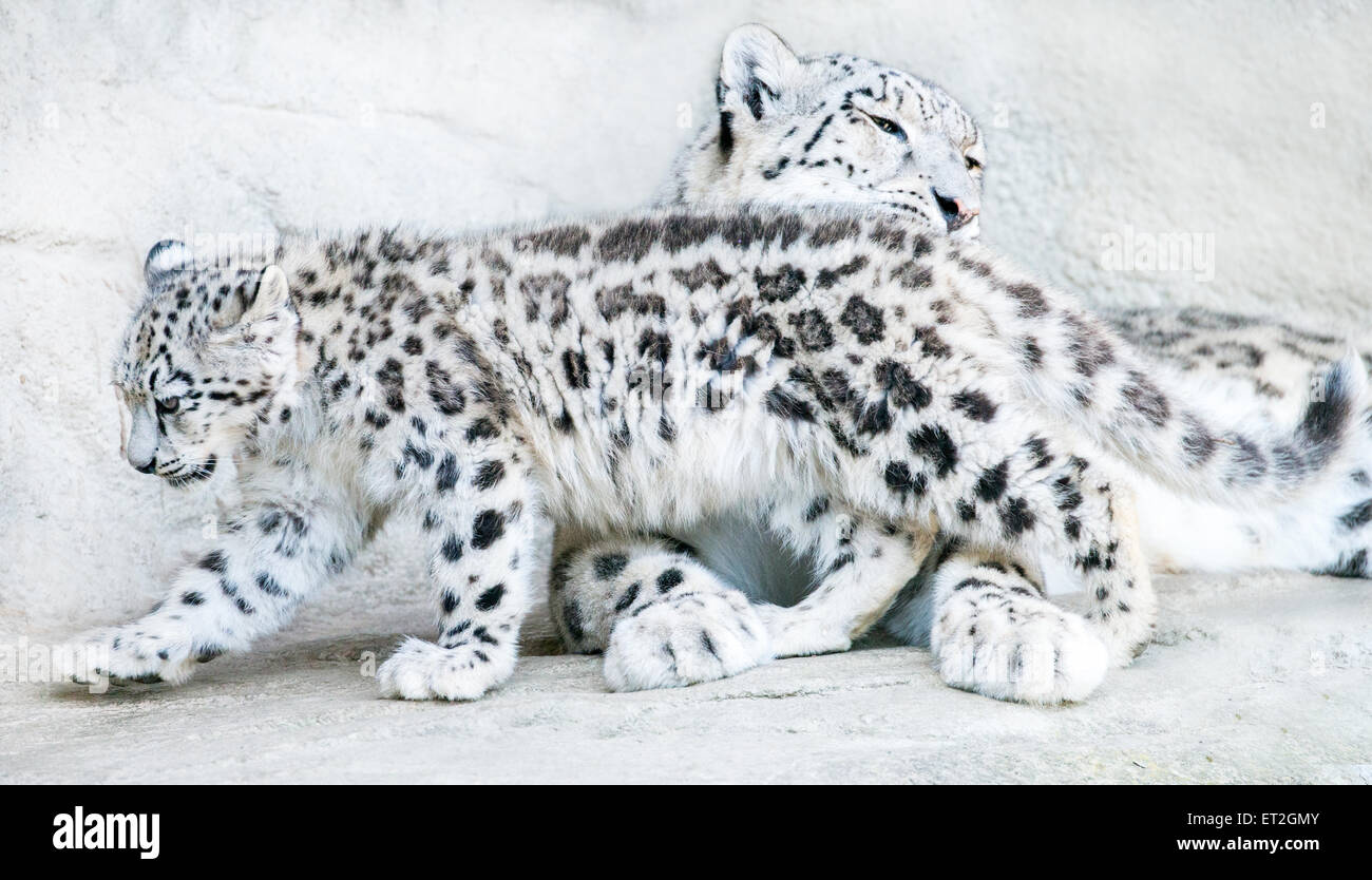 Snow Leopard Mutter kuscheln cub Stockfoto