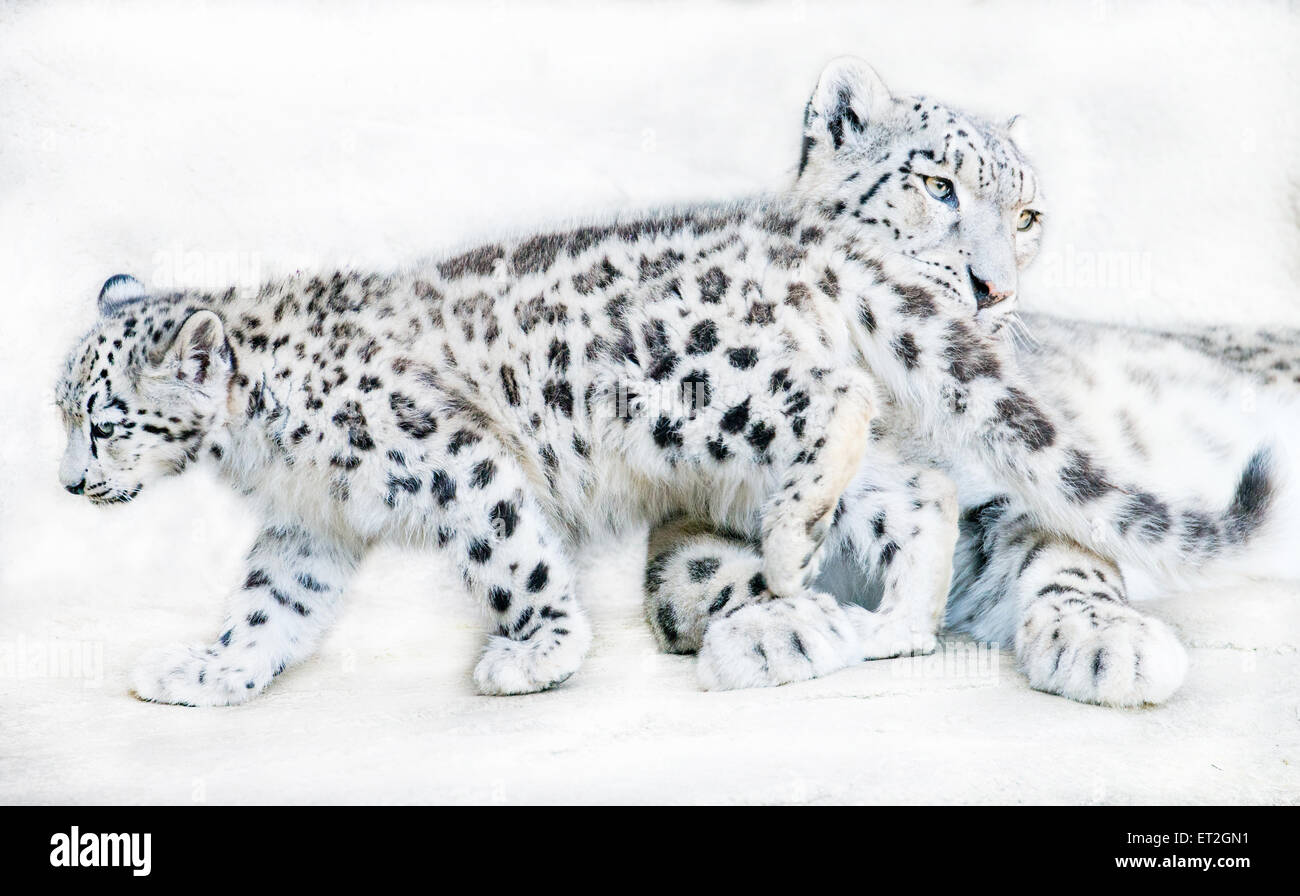 Snow Leopard-Mutter mit Jungtier Stockfoto