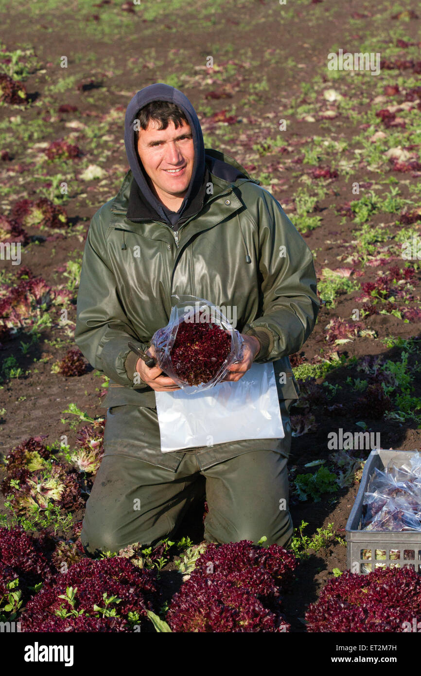 Tarleton, Lancashire, UK 11. Juni 2015 UK Wetter. Carlos Rodrigues Kommissionierung Lollo Rosso Salat als warmes Wetter stimuliert die Nachfrage nach Salat ernten. Warme Temperaturen und trocknen Böden ermöglichen Landarbeiter, Arbeiter und Eigentümer Pflanze Frühling Obst und Gemüse.  Dieser landwirtschaftlichen Nutzfläche beschäftigt viele harte Arbeit Wanderarbeiter traditionell für Pflanzung, Kommissionierung und Verpackung von Getreide für die Supermärkte. Einige Züchter haben gezeigt auf Defizite der entscheidende saisonale Arbeiter für eine 06:00 starten benötigt. Die Gegend ist ein bedeutender Hersteller von Feldgemüse und Kulturen. Stockfoto