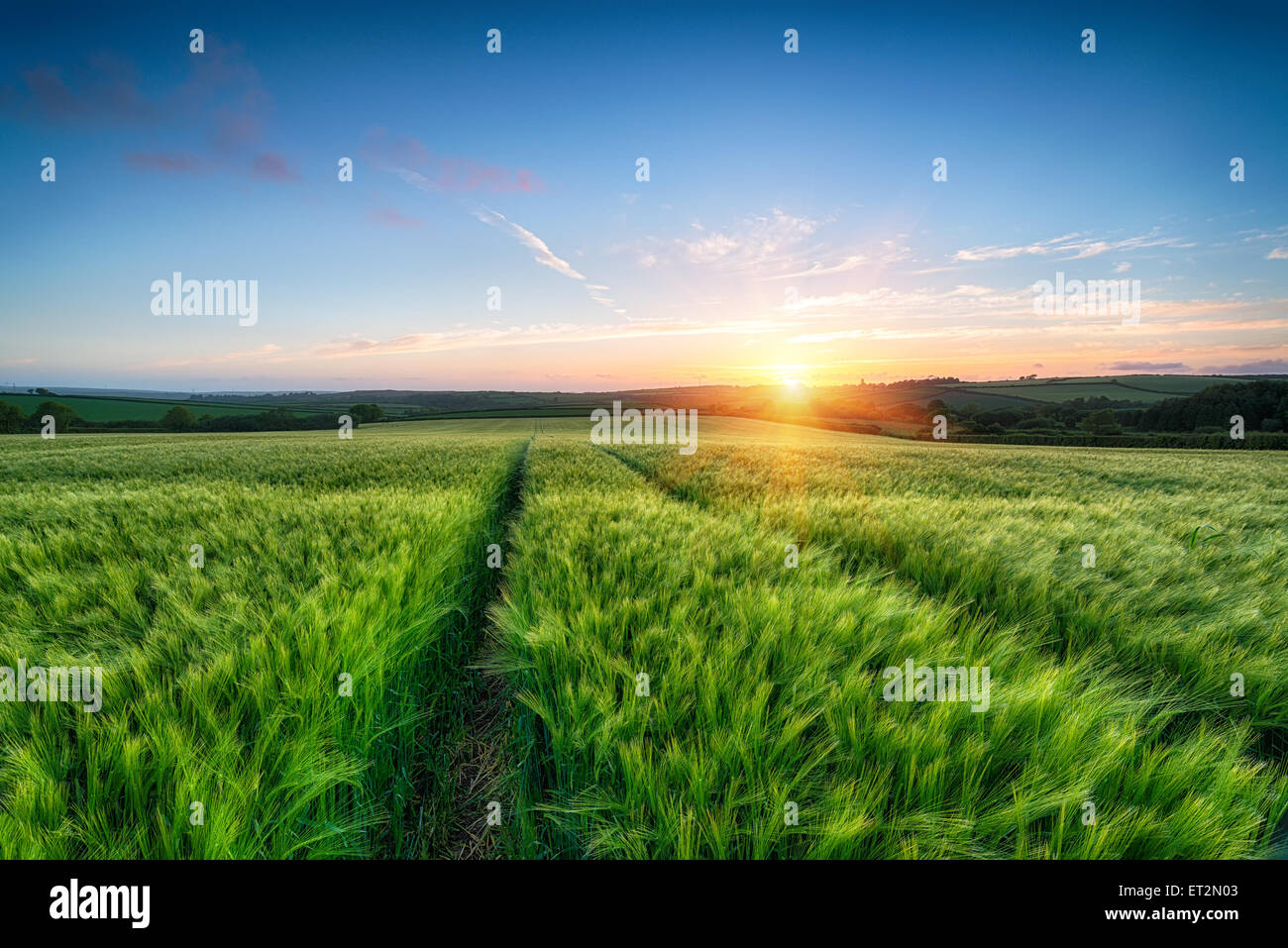 Sonnenuntergang über einem Feld des Reifens Gerste Stockfoto