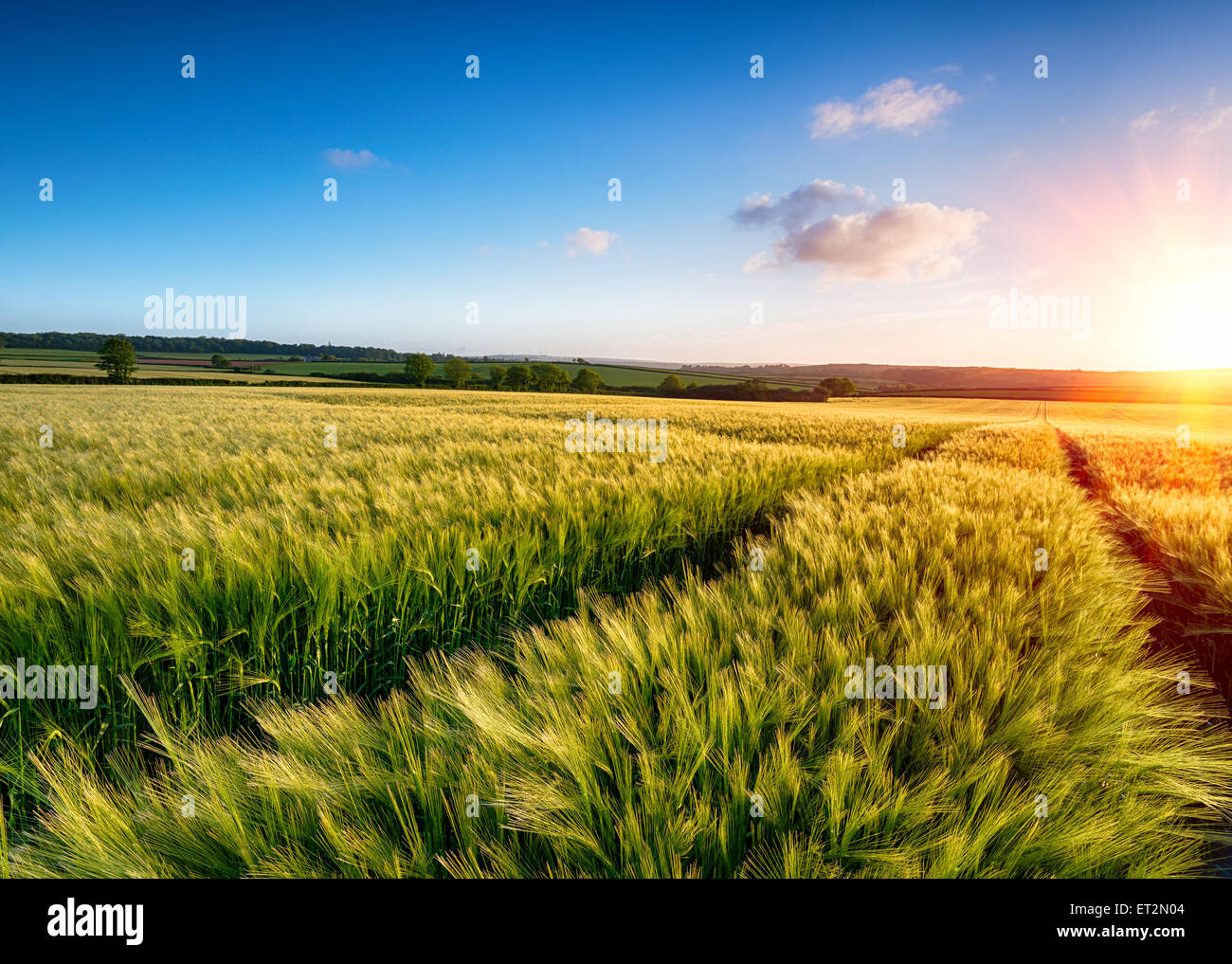 Ein Bereich der Gerste, die Reifung in der Sonne Stockfoto