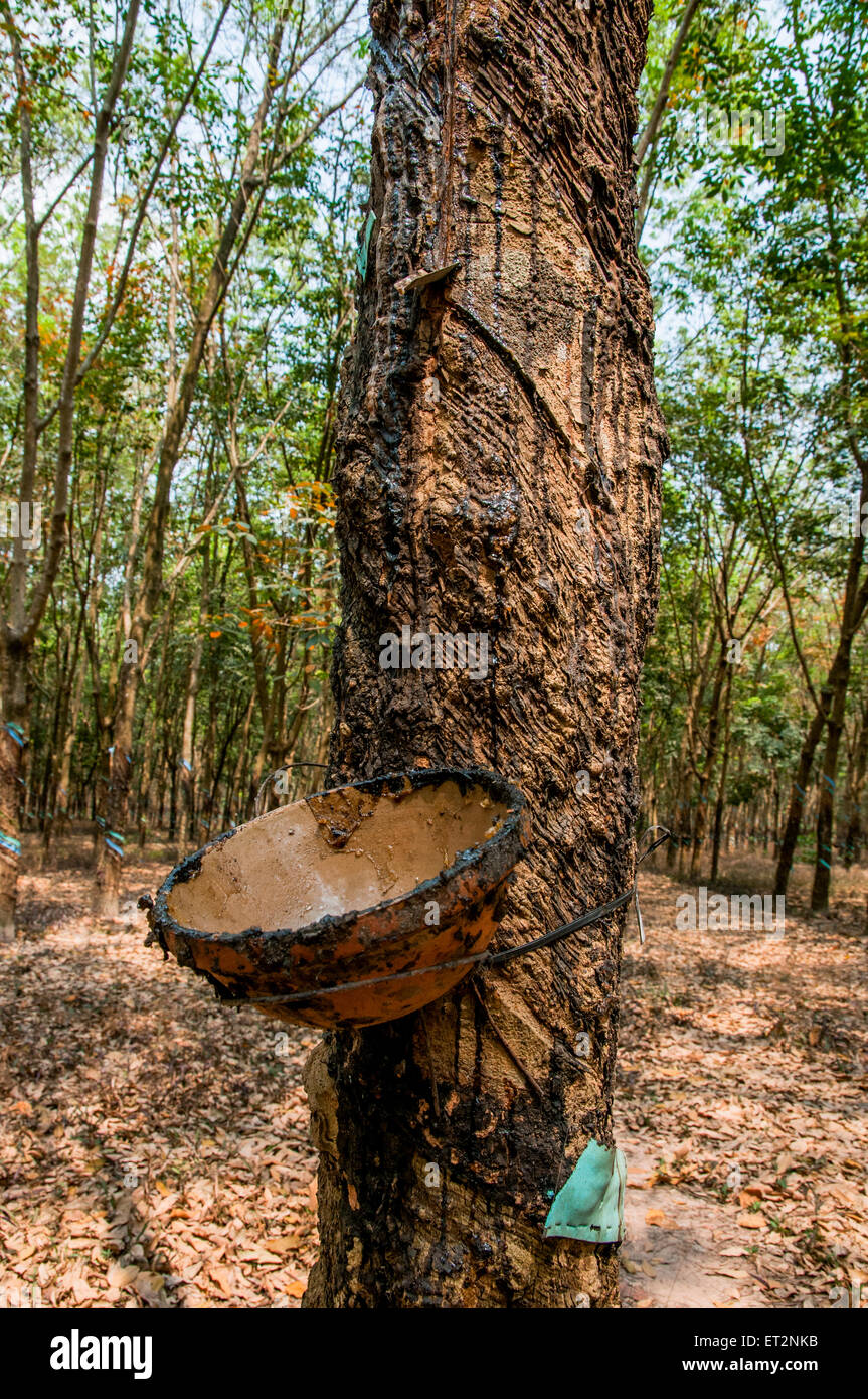 Sie tippen Sap aus dem Gummibaum in einer Plantage, Zentrales Hochland Vietnam Stockfoto