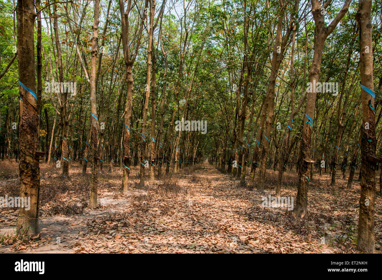 Sie tippen Sap aus dem Gummibaum in einer Plantage, Zentrales Hochland Vietnam Stockfoto