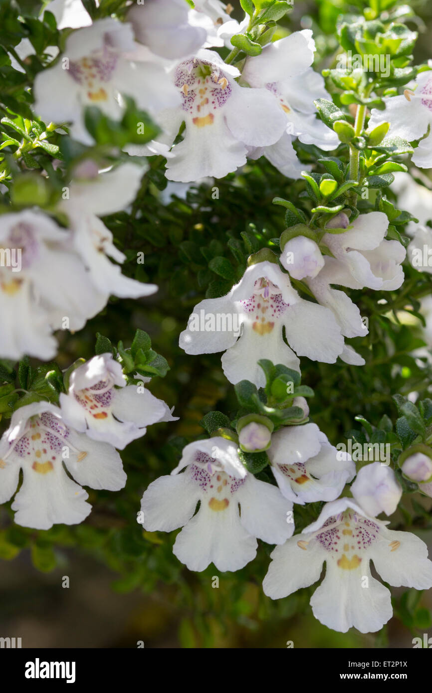 Massierten Blumen von alpine Mint Bush, Prostanthera cuneata Stockfoto