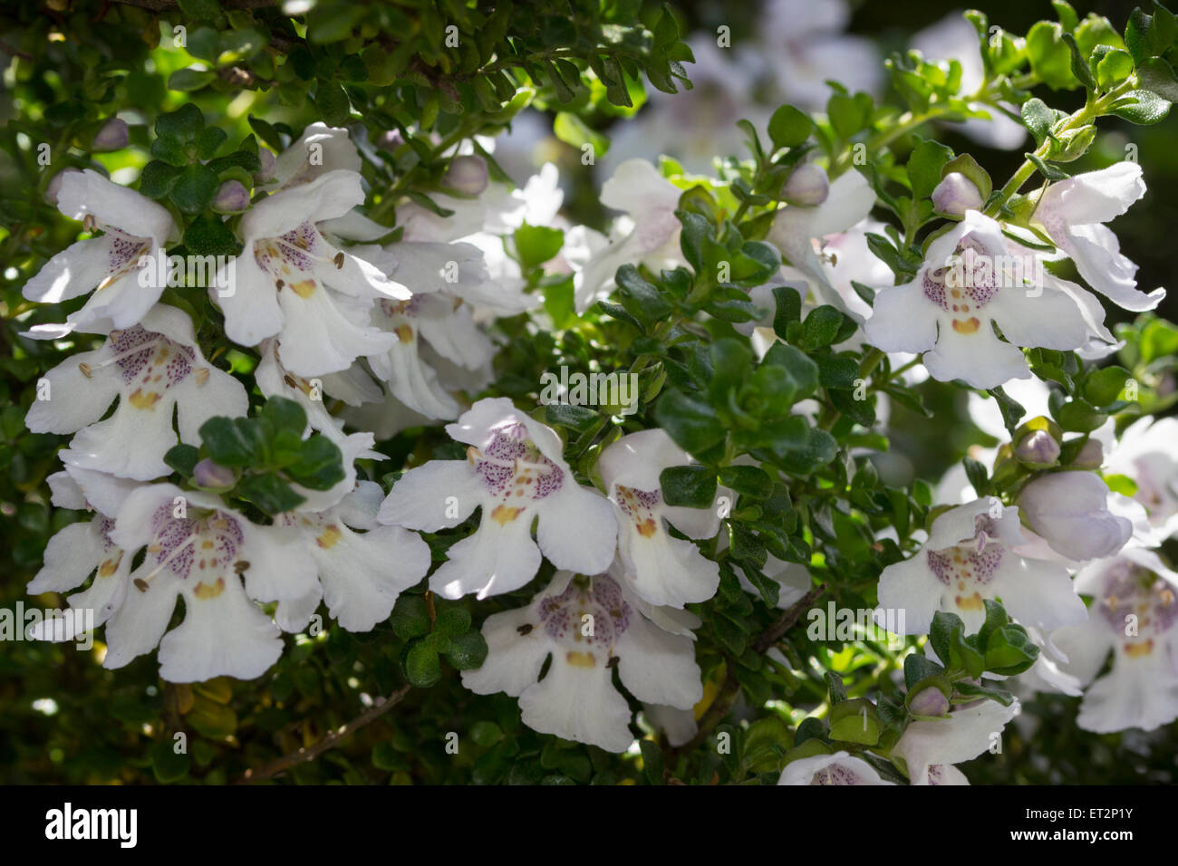 Massierten Blumen von alpine Mint Bush, Prostanthera cuneata Stockfoto