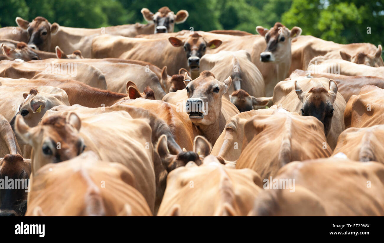 Eine Herde von Jersey Kühe auf einer Milchfarm in Großbritannien Stockfoto