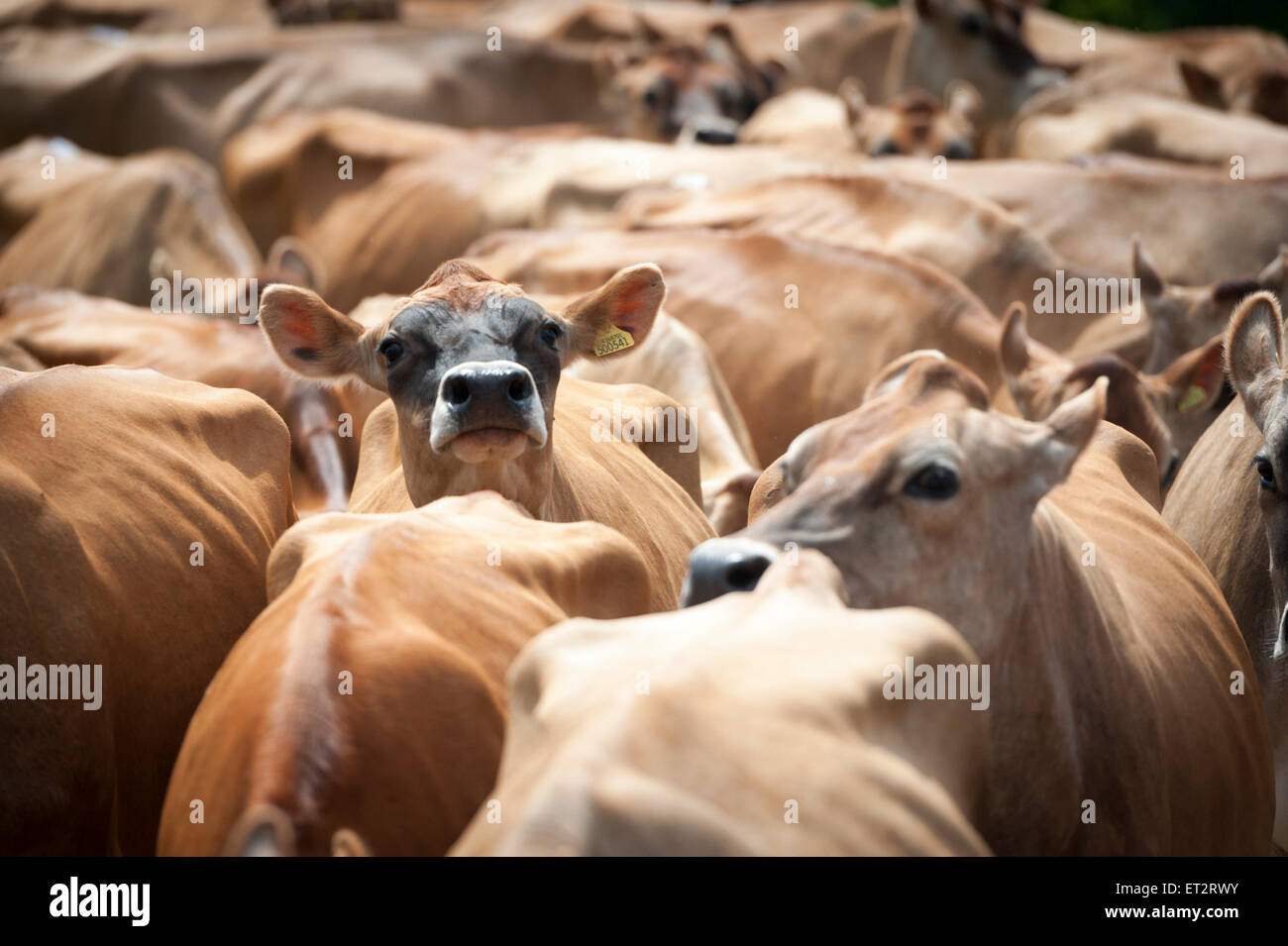 Eine Herde von Jersey Kühe auf einer Milchfarm in Großbritannien Stockfoto