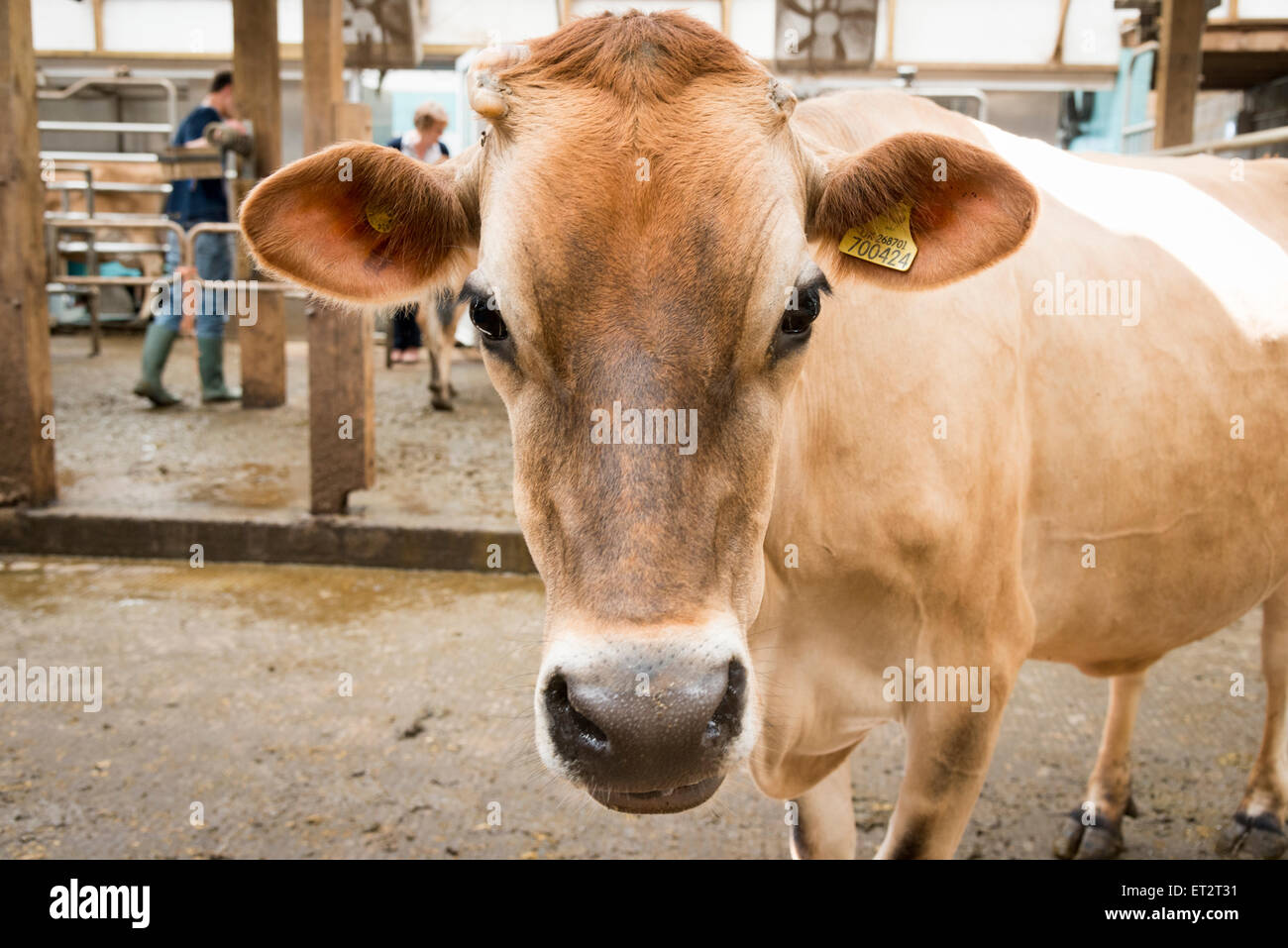 Jersey Kühe auf einer Milchfarm in Großbritannien Stockfoto