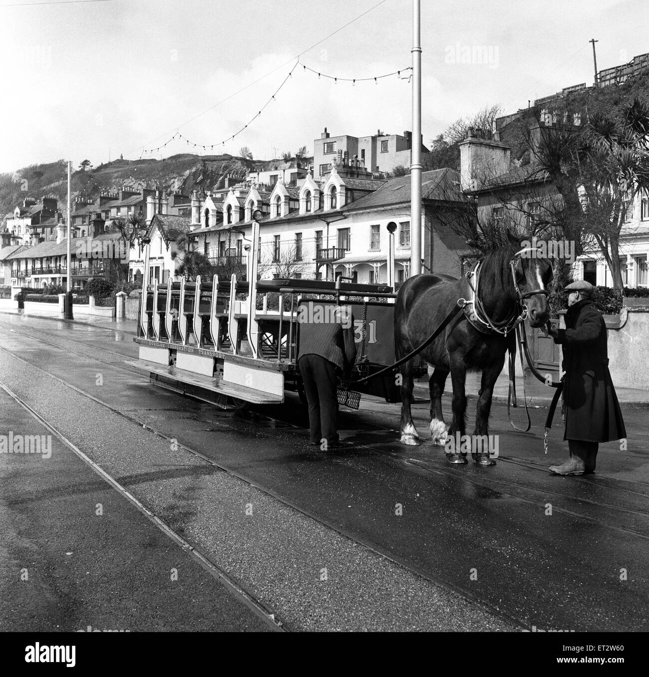 Douglas, Isle of man Betty 12, eine dunkle Bay irischen Hackney (oder Irish Cob) ist eines der 75 Pferde ziehen eines der 31 Pferd-Straßenbahnen, die nach oben und der Douglas-Front unten. 7. Mai 1954. Stockfoto
