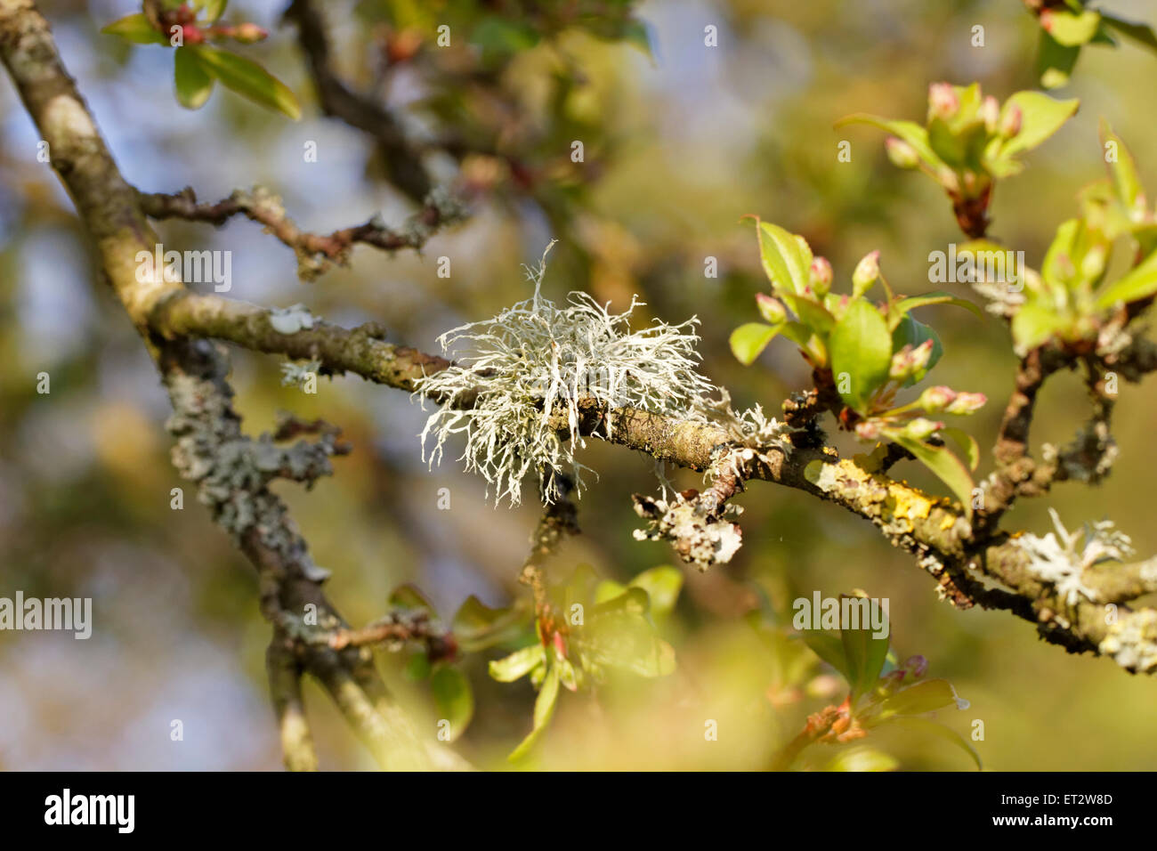 Flechten Sie auf der Rinde eines Baumes blühenden Kirschbäume Stockfoto