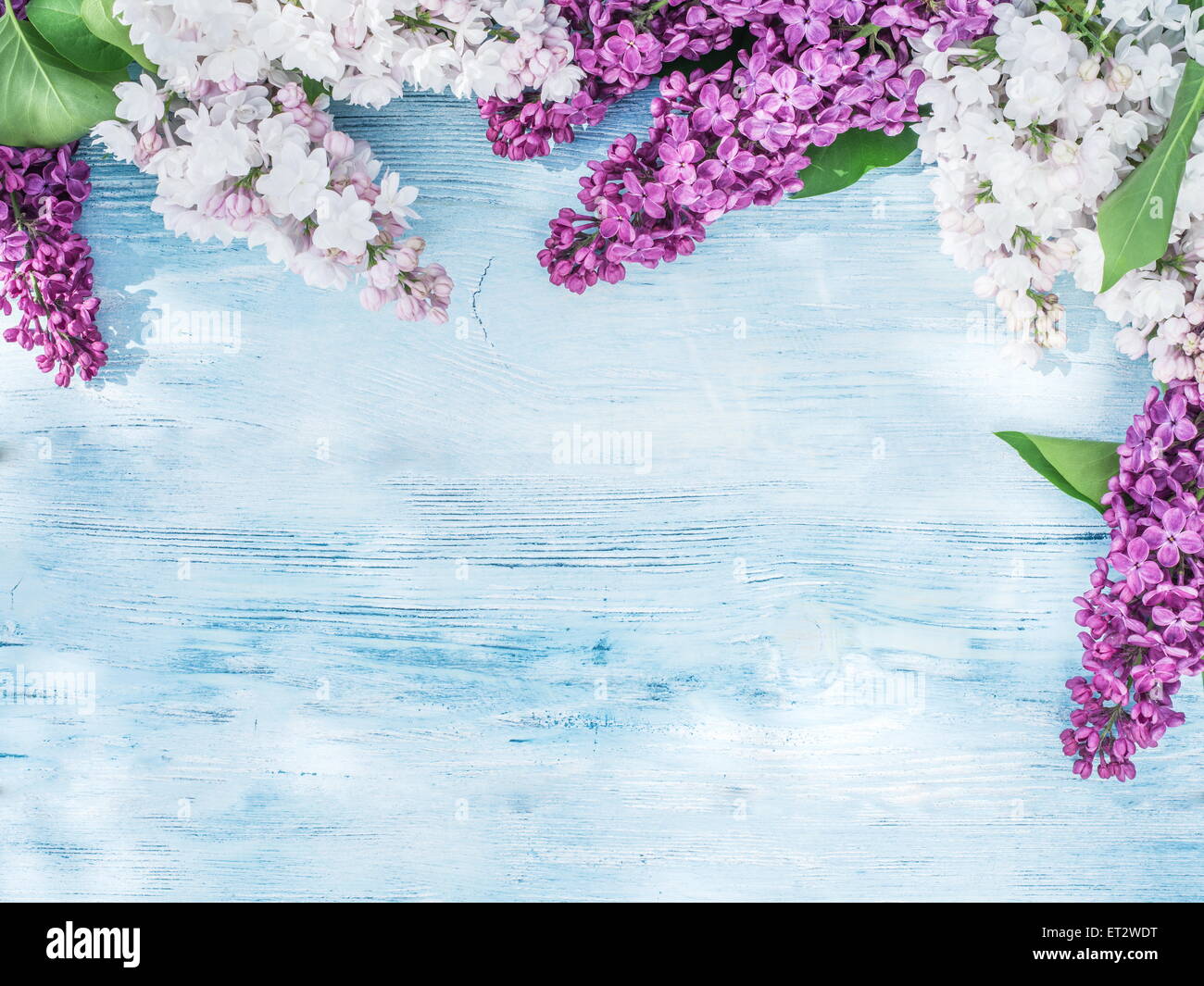 Lila blühenden Blumen auf dem alten Holztisch. Stockfoto