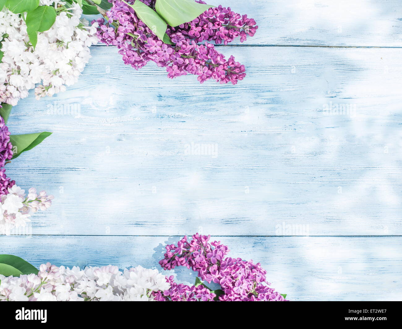 Lila blühenden Blumen auf dem alten Holztisch. Stockfoto