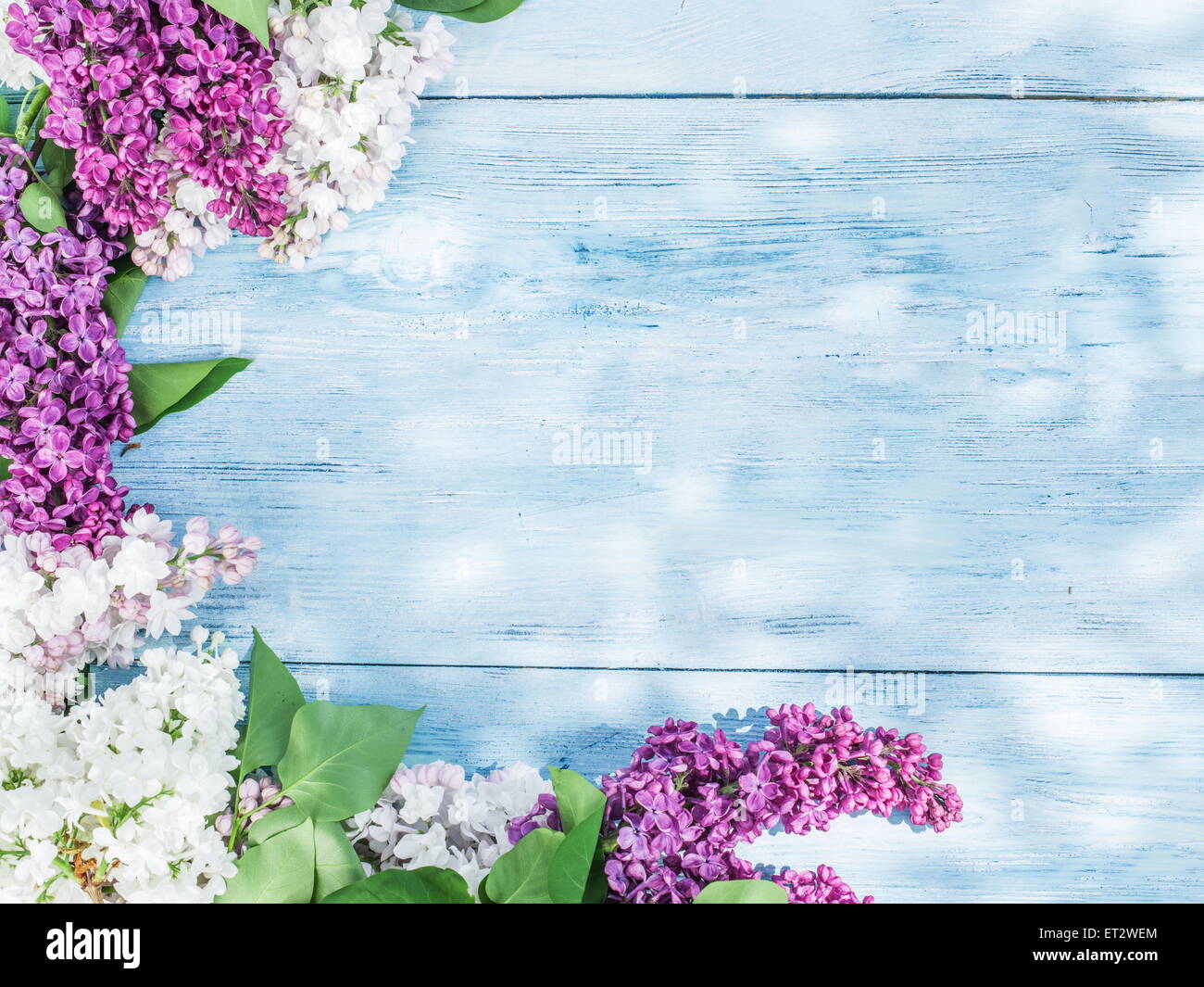 Lila blühenden Blumen auf dem alten Holztisch. Stockfoto