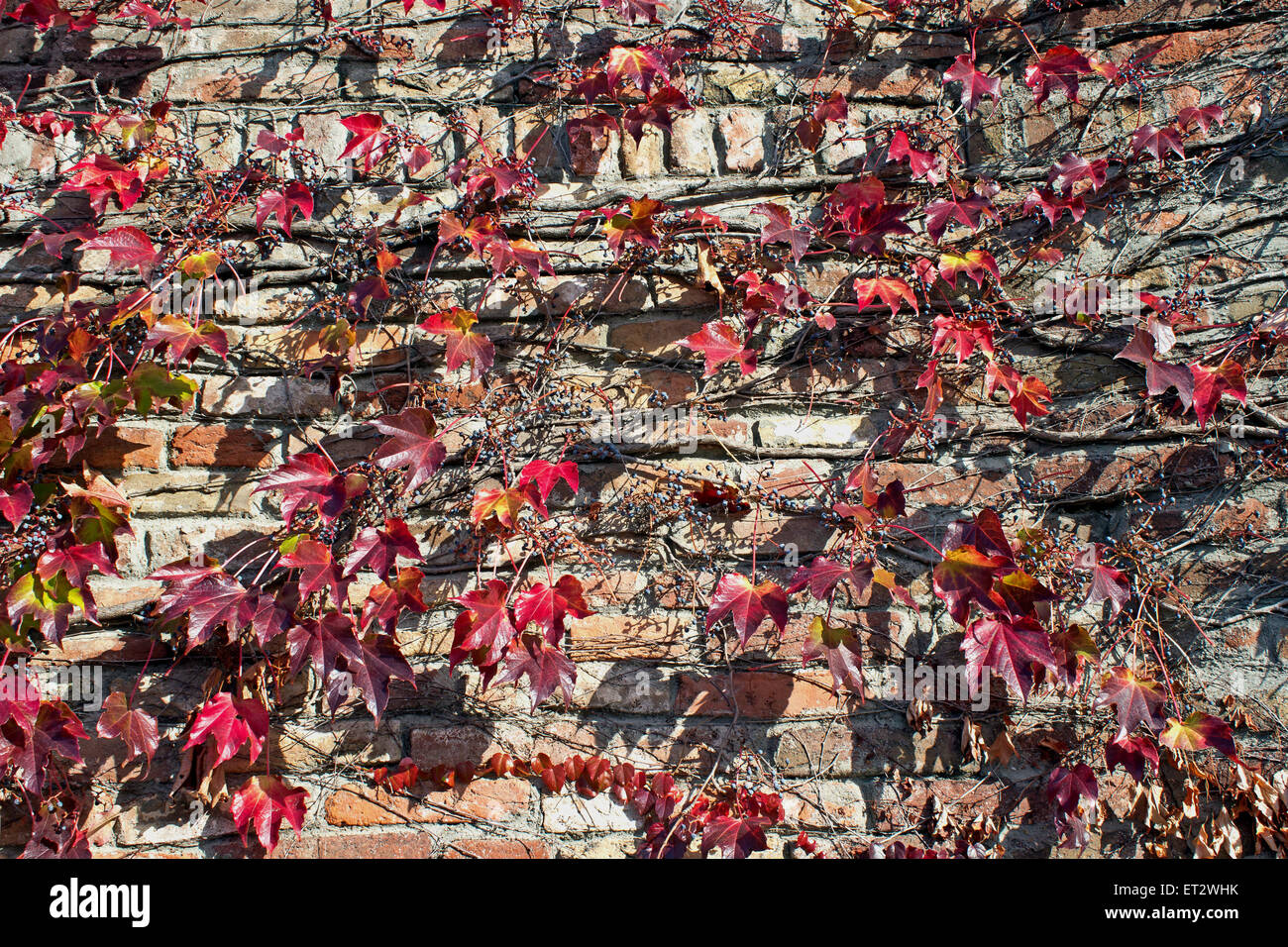 Kletterpflanze auf alten Mauer Ziegel Hintergrund Stockfoto
