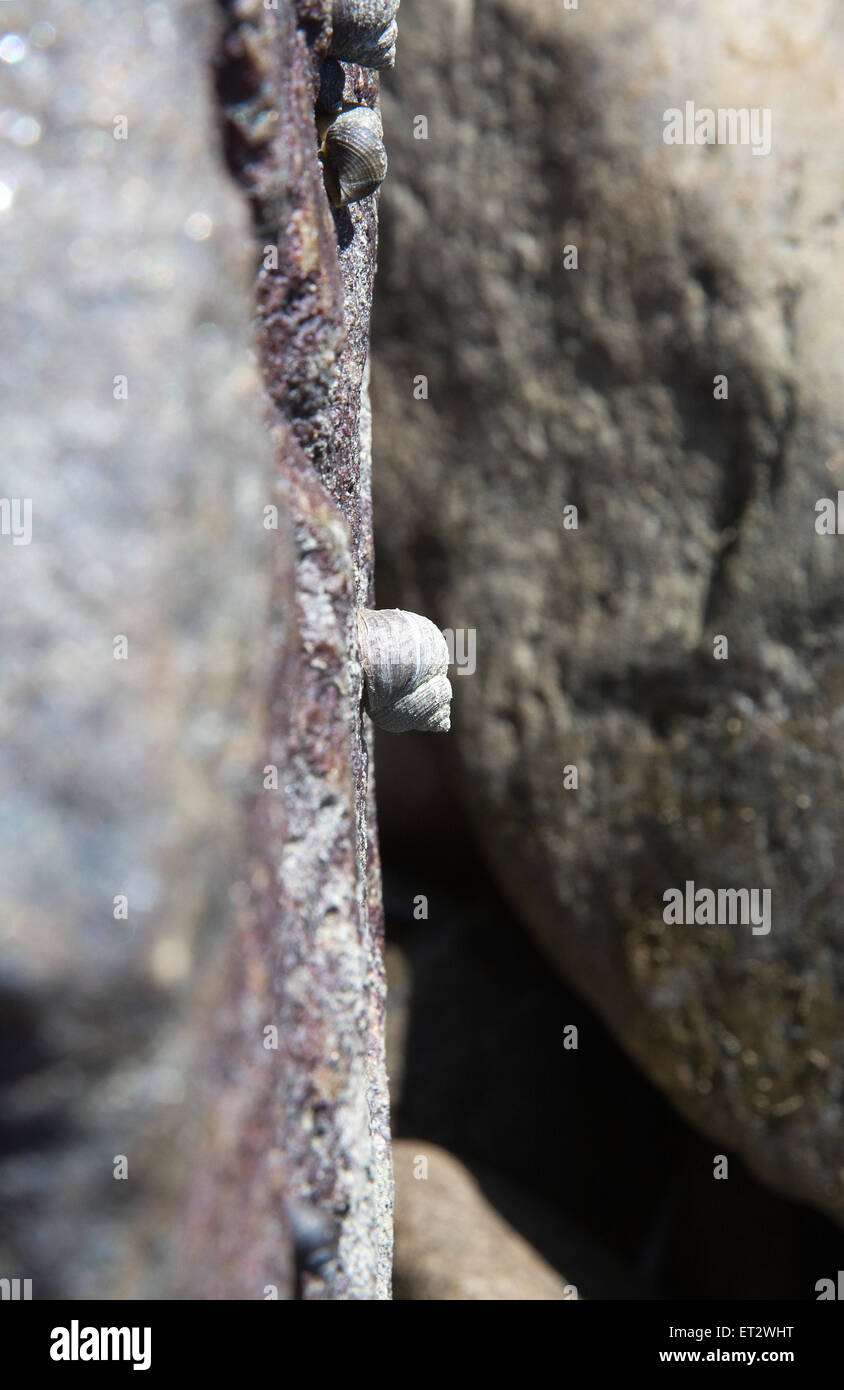 Muscheln leben zwischen den Felsen an einem Strand in Falkenberg, Schweden. Stockfoto