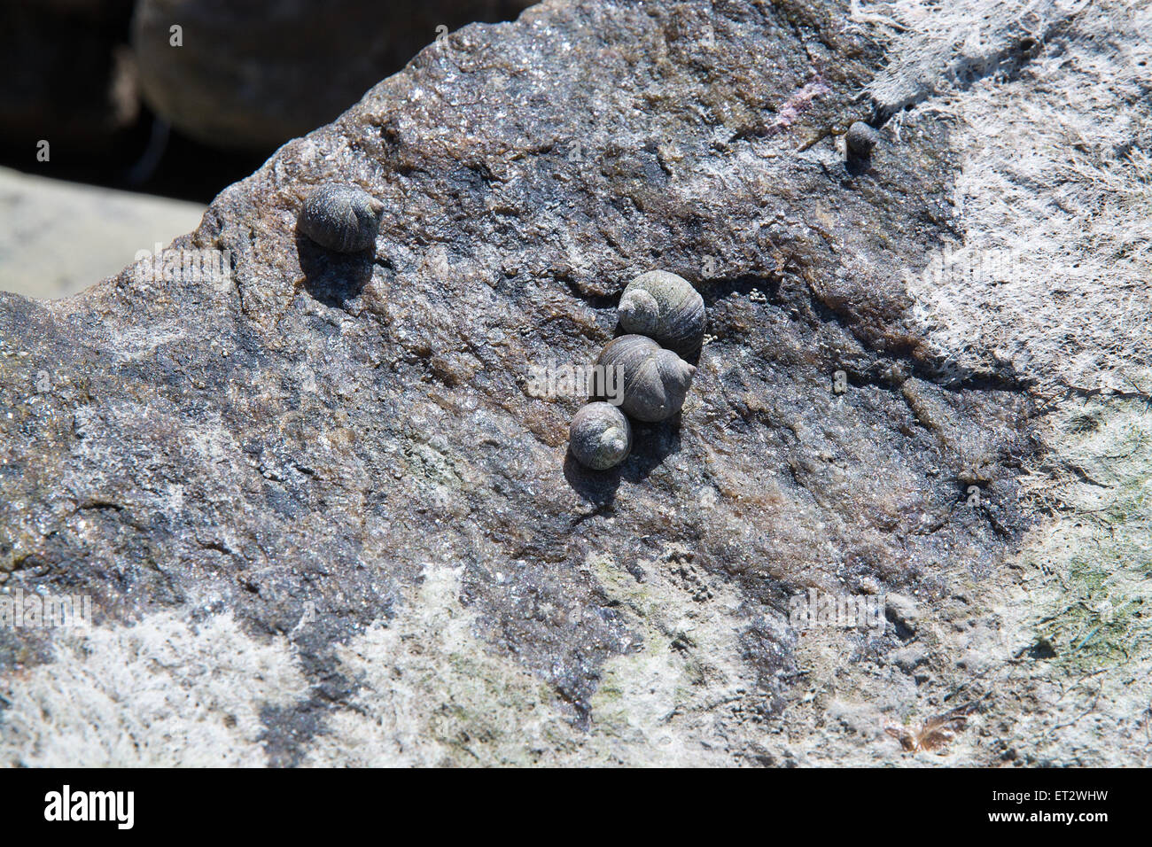 Muscheln leben zwischen den Felsen an einem Strand in Falkenberg, Schweden. Stockfoto