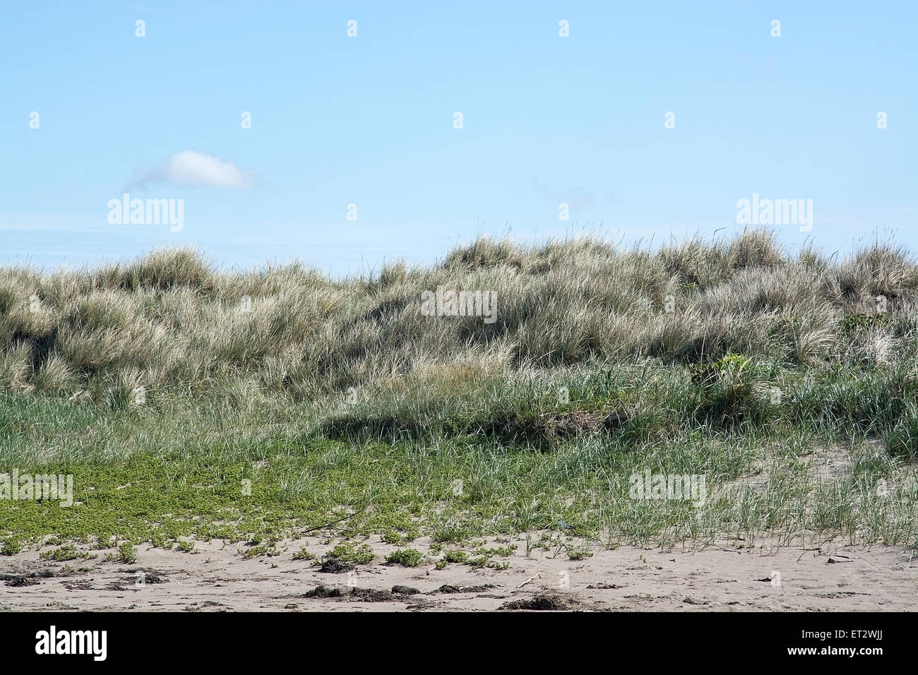 Strand mit Rasen, Felsen und blauer Himmel, Falkenberg, Schweden. Stockfoto