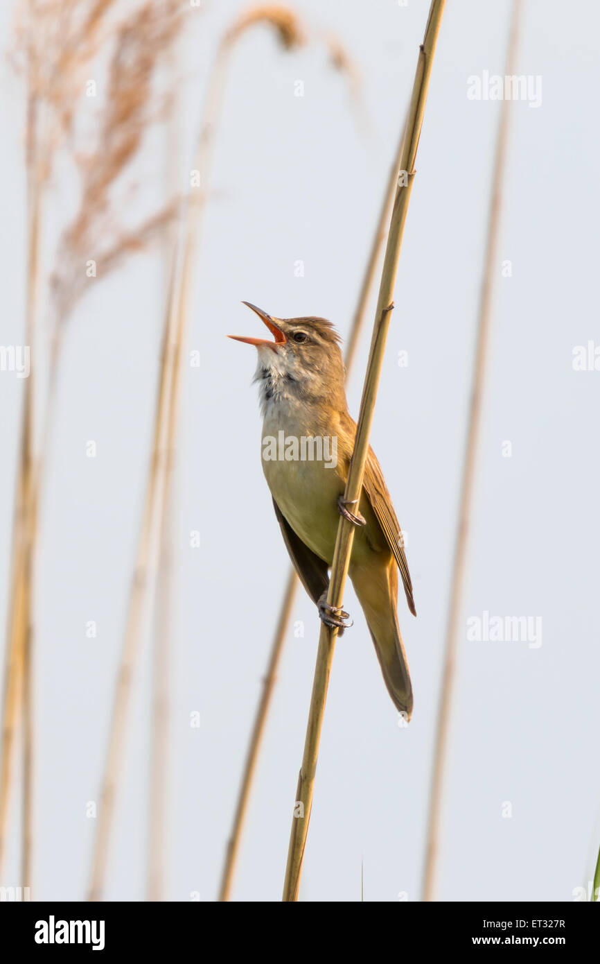 Drosselrohrsänger (Acrocephalus Arundinaceus) Stockfoto