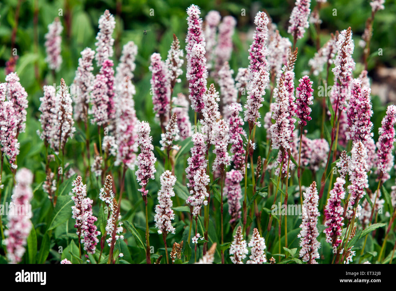 Persicaria Bistorta affinis 'Darjeeling Red', Knotweed june fkowers Stockfoto