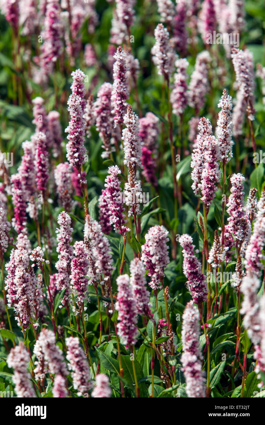 Persicaria Affinis 'Darjeeling Red', Knöterich Stockfoto