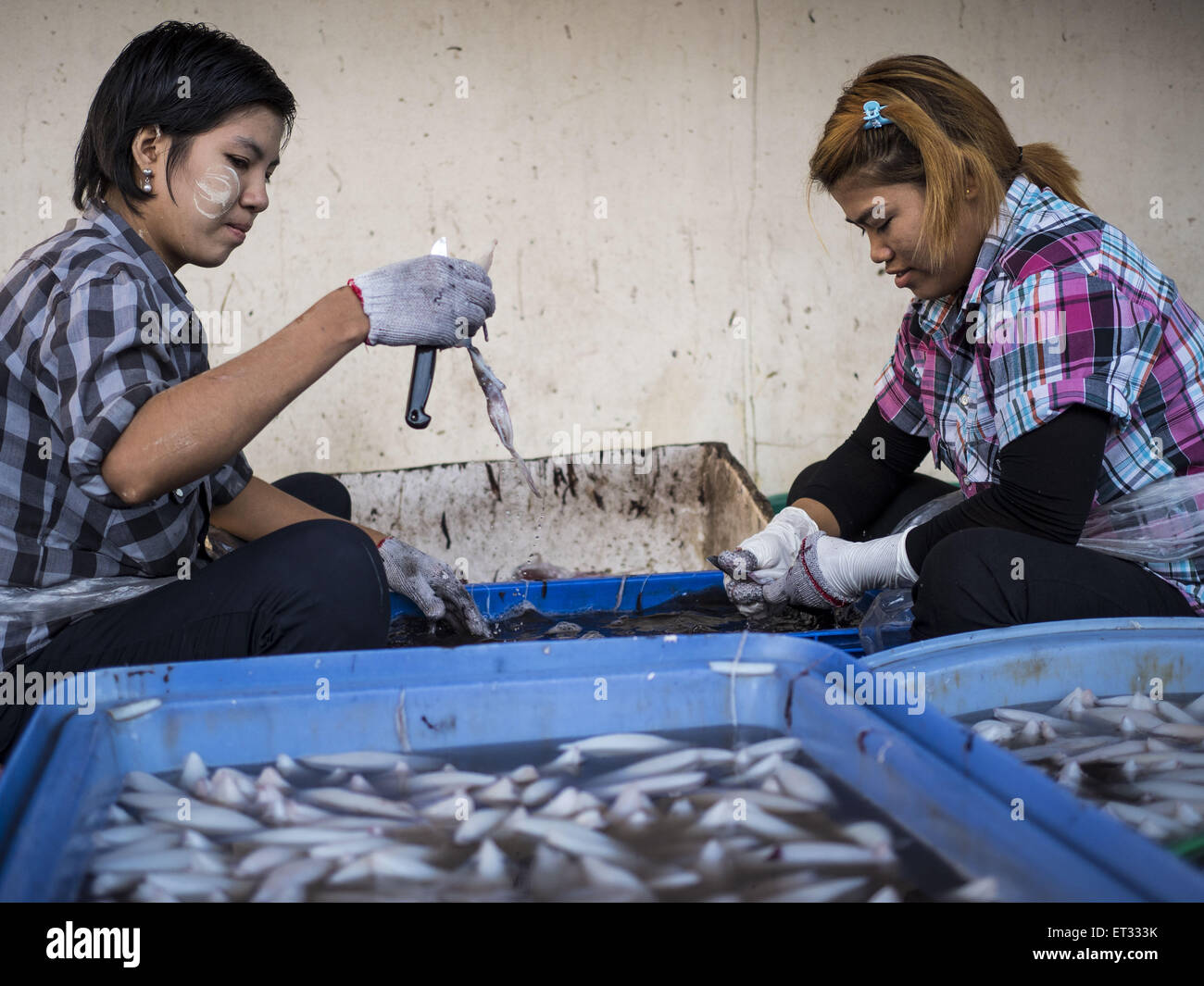 11. Juni 2015 - Markt Mahachai, Samut Sakhon, Thailand - Burma Wanderarbeiter bei Talay Thai Mahachai sauber Tintenfisch. Labor-Aktivisten sagen gibt es etwa 200.000 Wanderarbeiter aus Myanmar (Burma) Beschäftigte in der Fischerei und Meeresfrüchte in Mahachai, ein Fischerhafen über eine Stunde südwestlich von Bangkok. Thailand ist seit 2014 ein Tier 3-Land auf uns Abteilung der staatlichen Menschenhandel in Personen Bericht (Tipps). Stufe 3 ist das schlechteste Ranking, wird, dass ein Tier 3-Land auf der Liste zu Sanktionen führen kann. Stufe 3 Länder sind '' Ländern deren Regierungen nicht vollständig die min erfüllen Stockfoto