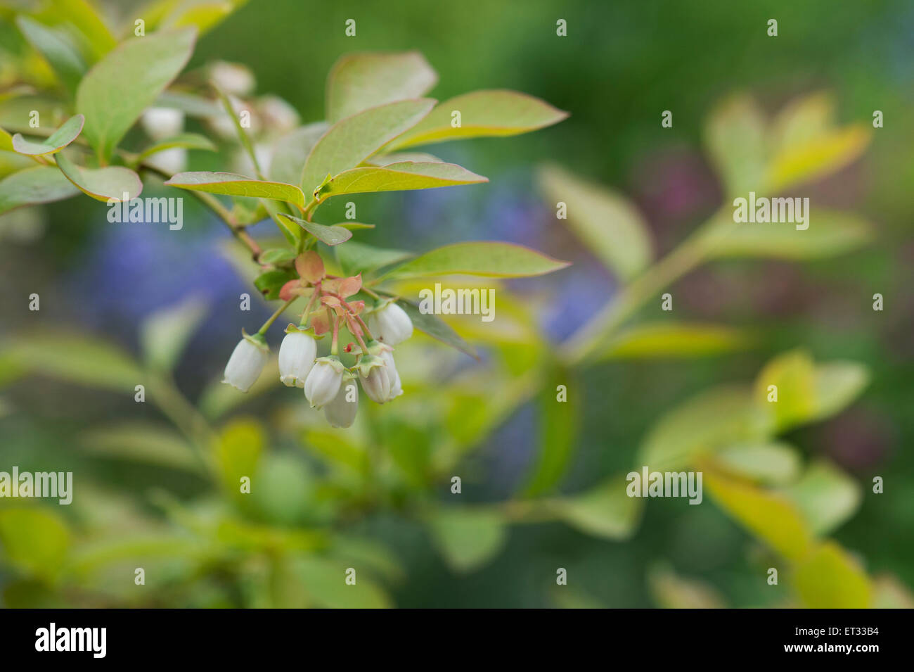 Vaccinium Corymbosum. Heidelbeer-Blumen Stockfoto