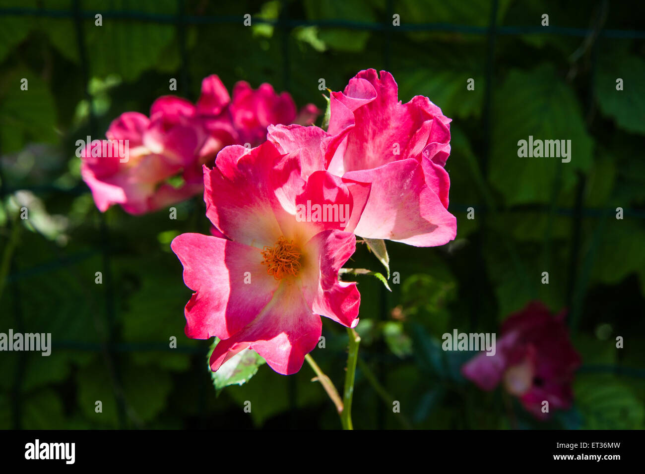 Nahaufnahme der Rosenbusch, Knospen und Blätter der Rosengarten Stockfoto