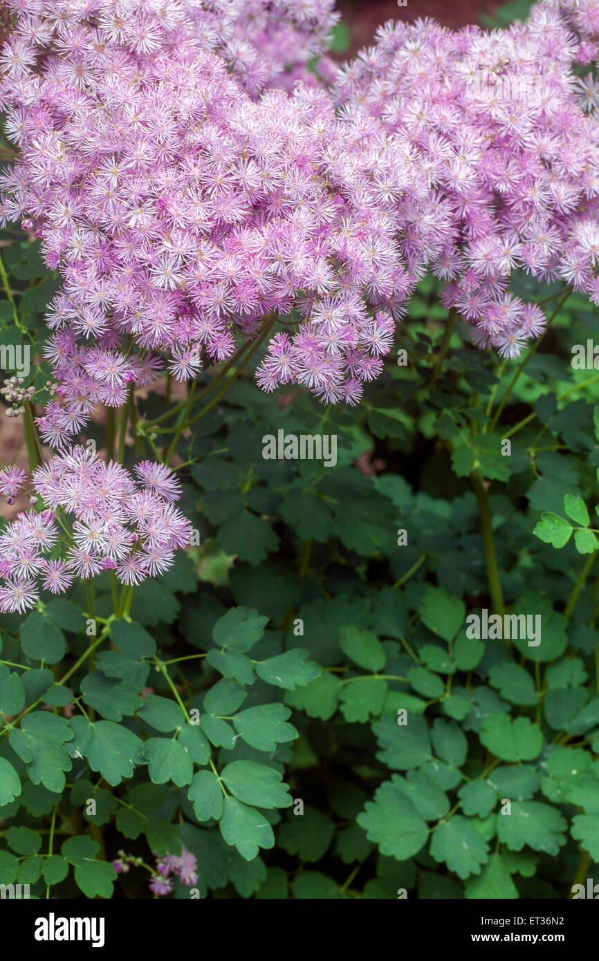 Akelei Wiesenraute Thalictrum aquilegiifolium Stockfoto