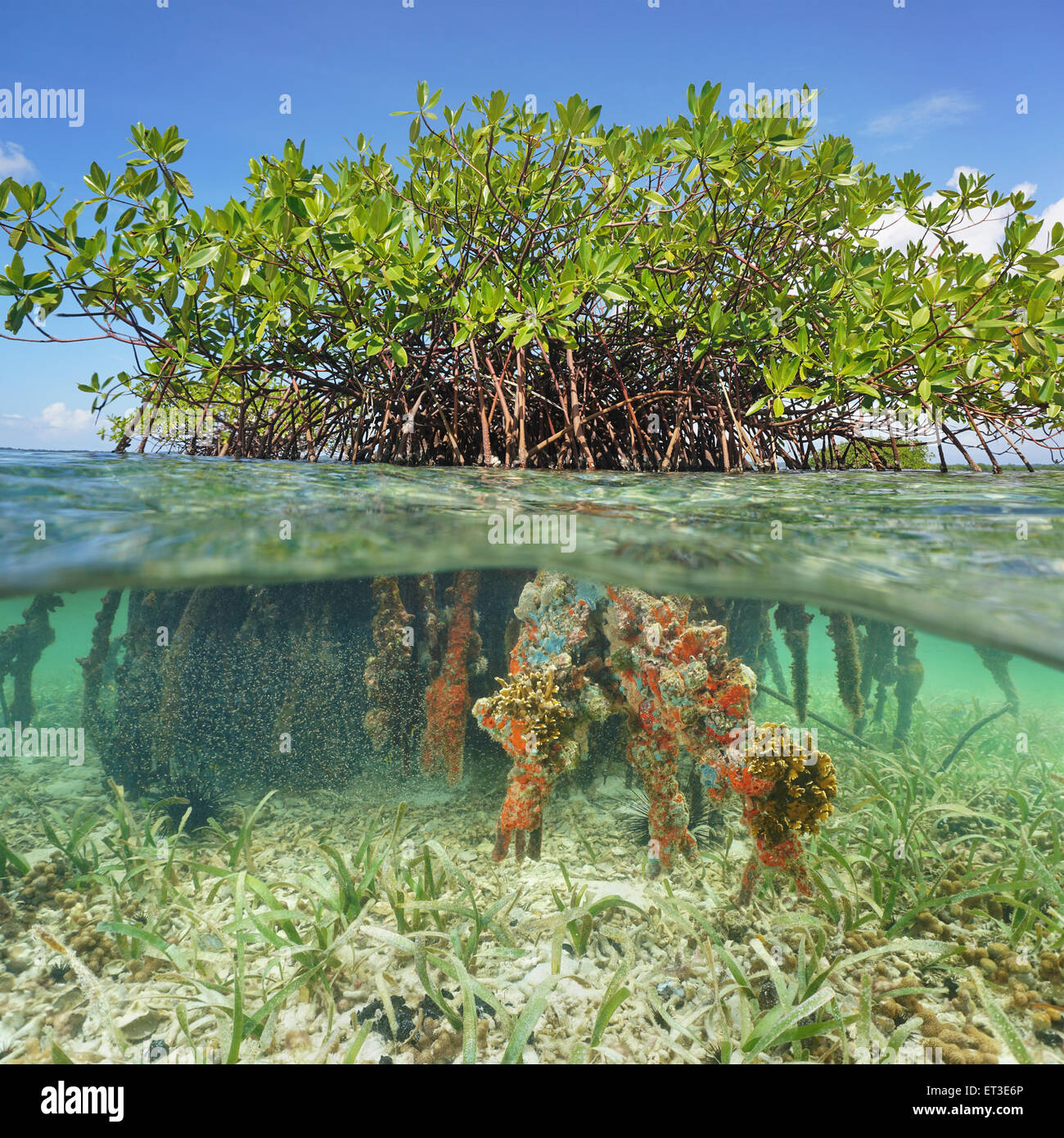 Split-Bild halb oben und Unterwasser eine rote Mangrove Baum mit Blättern und Wurzeln mit Meerestieren Stockfoto