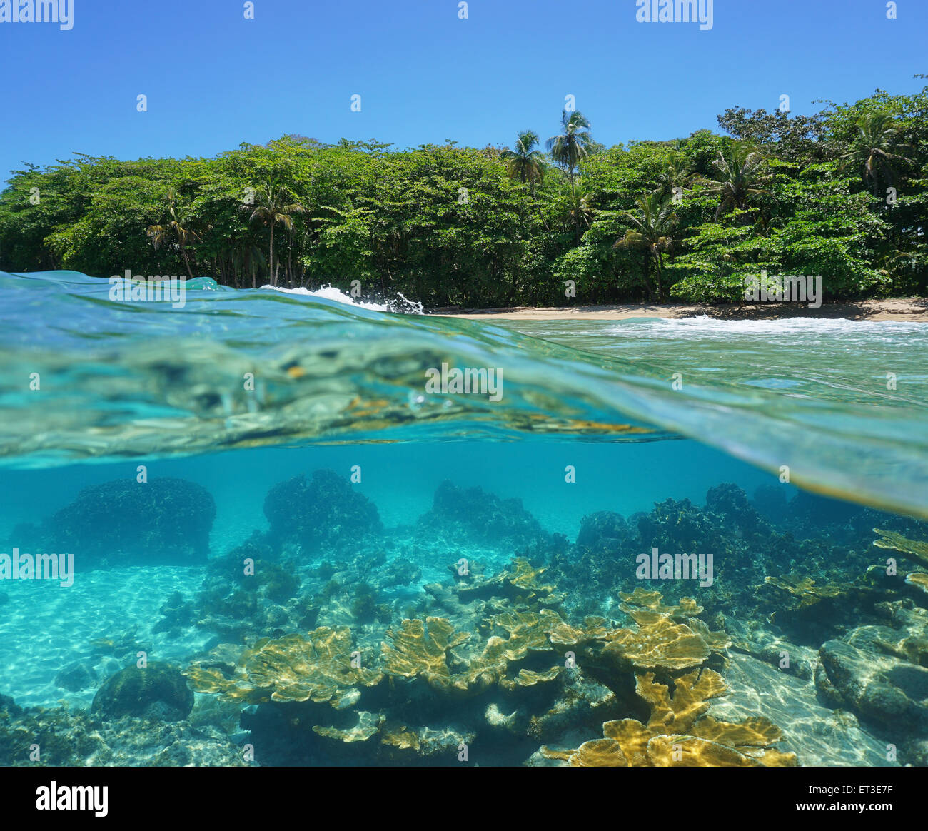 Split image-die Hälfte über und unter Wasser von einem tropischen Strand mit üppiger Vegetation und Korallen unter der Oberfläche, Karibik, Kosten Stockfoto