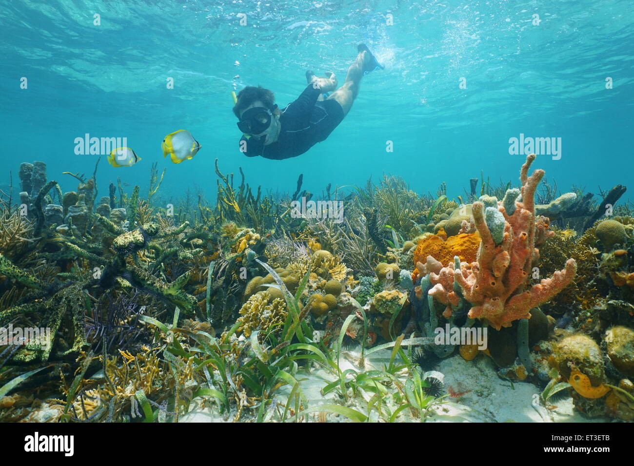 Mann sieht Riff schnorcheln Unterwasser Fisch über eine üppige Meeresboden mit bunten Unterwasserwelt aus Korallen und Schwämmen, Karibik Stockfoto