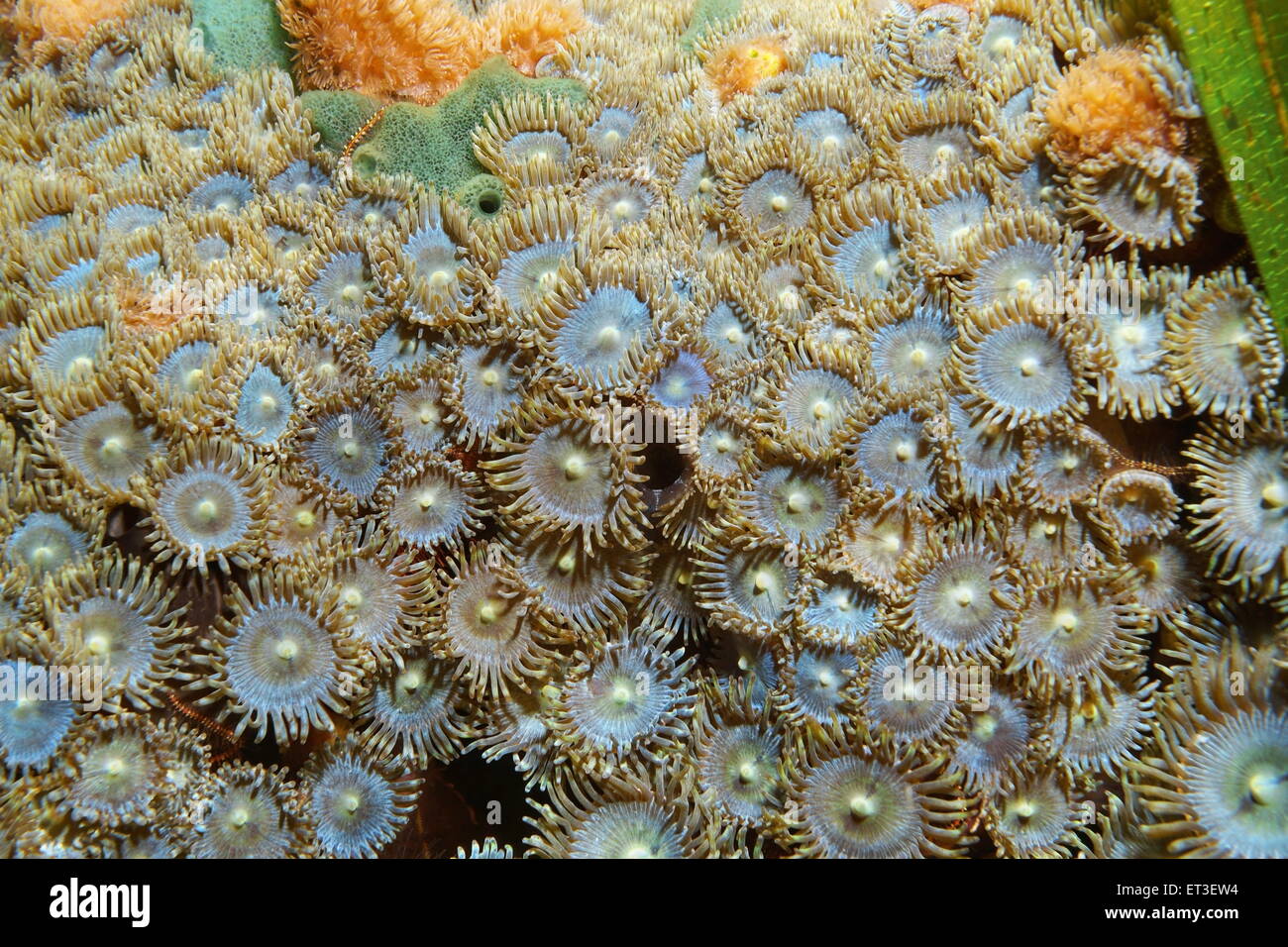 Unterwasser Meerestiere, Kolonie von Mat Zoanthid, Zoanthus Pulchellus, Karibik Stockfoto