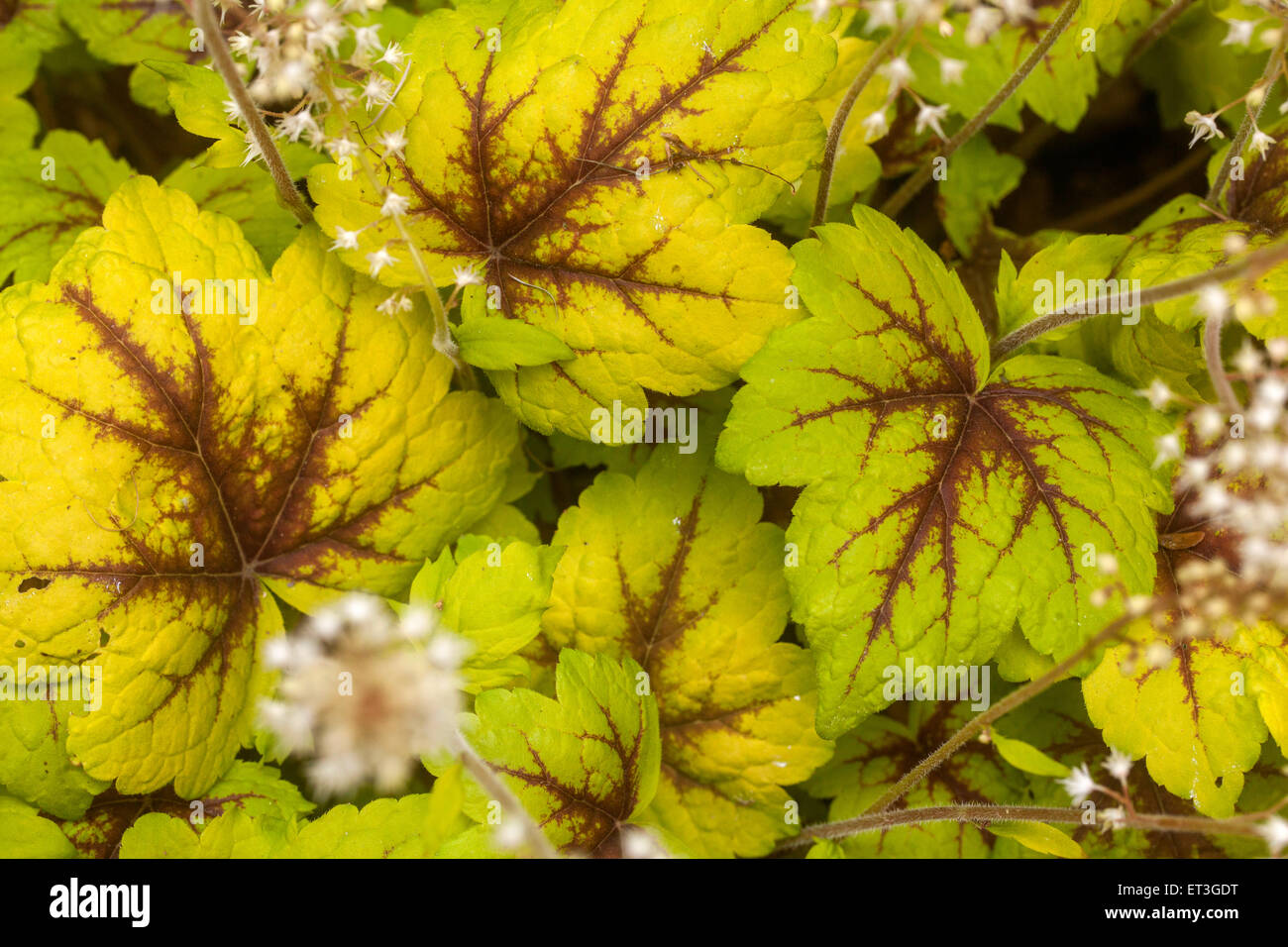 Heucherella "Ampel" Stockfoto