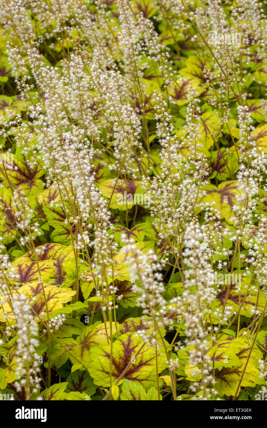 Heucherella "Ampel" Blumen Stockfoto