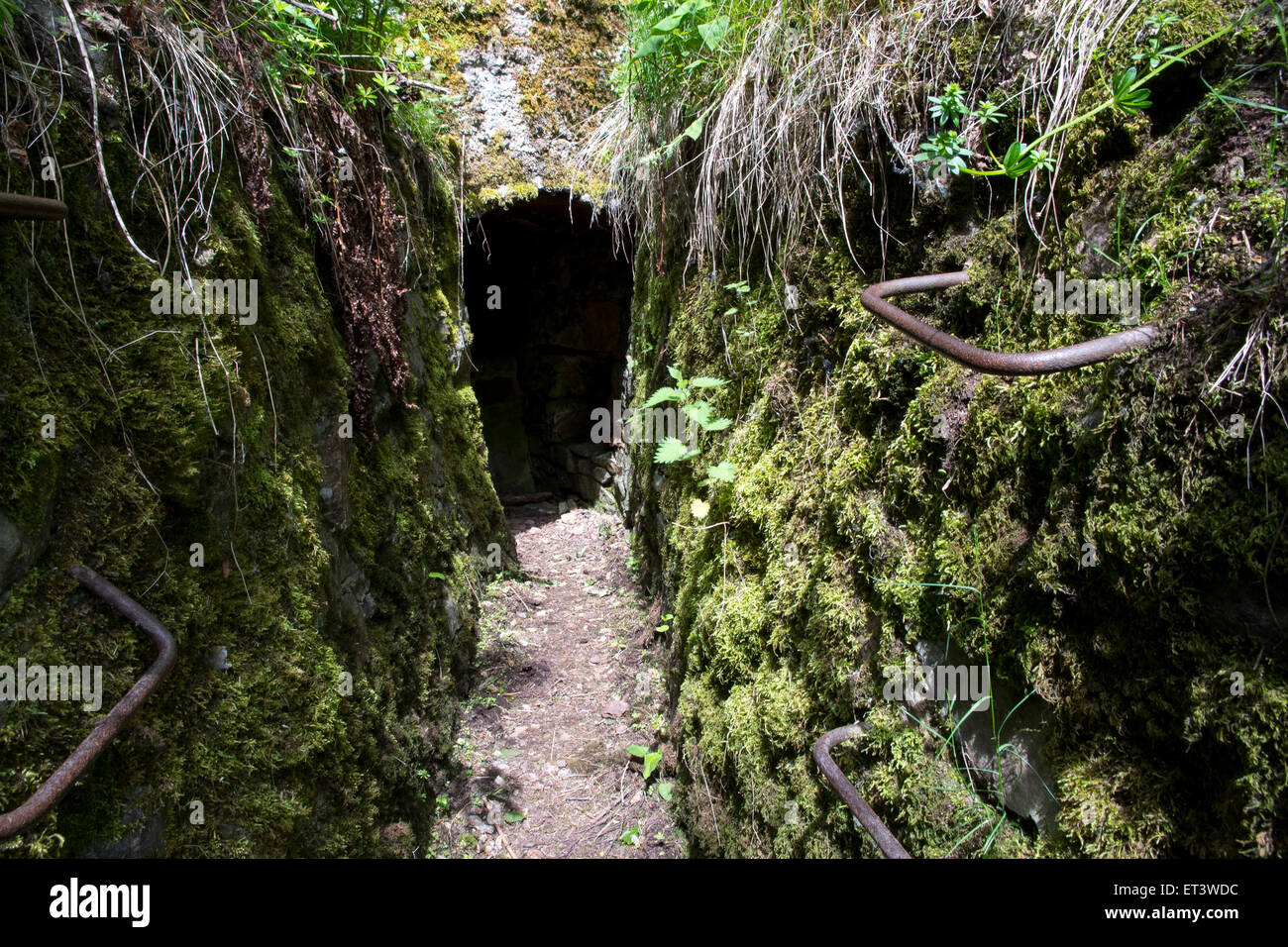 Eingang zum ersten Weltkrieg Deutsch Graben und Einbaum, Hartmannswiller Kopf Berg, Vogesen, Elsass Stockfoto